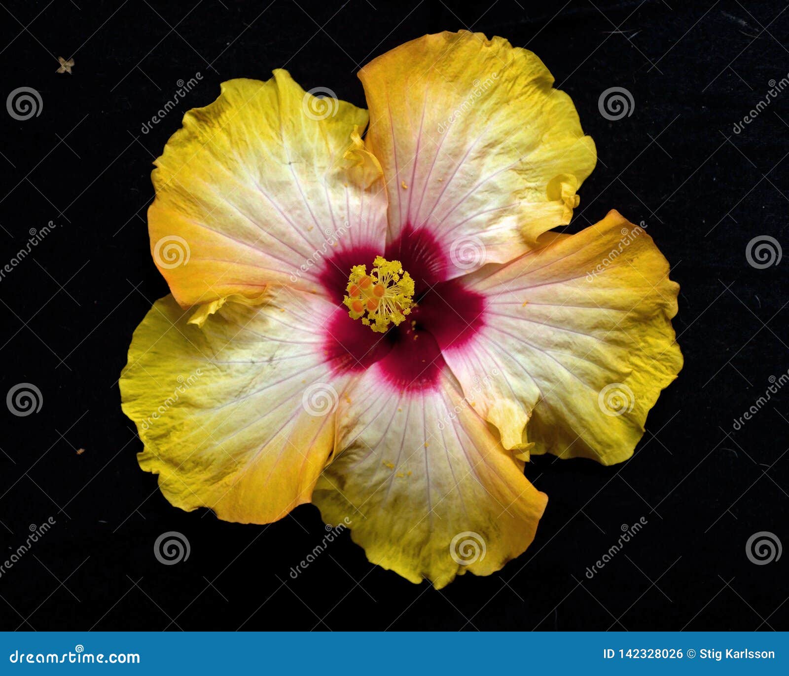 De La Resaca De Hawaii Del ` Del Hibisco Foto de archivo - Imagen de resaca, floral: 142328026 De La Resaca De Hawaii Del ` Del Hibisco Foto de archivo - Imagen de resaca, floral: 142328026