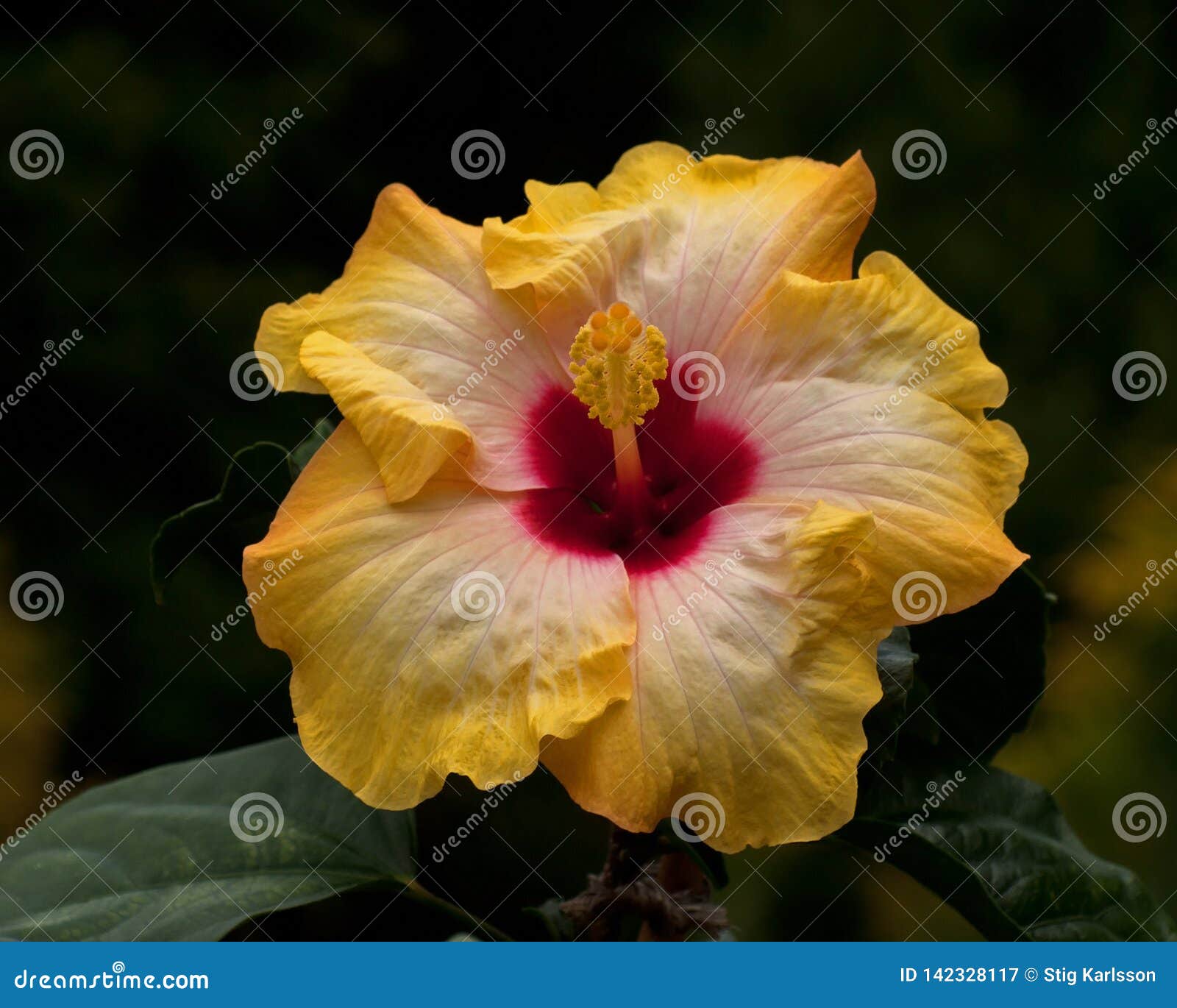 De La Resaca De Hawaii Del ` Del Hibisco Imagen de archivo - Imagen de  resaca, tropical: 142328117