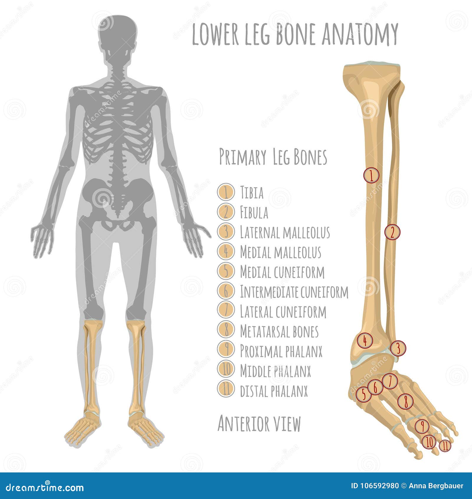 de-lagere-anatomie-van-het-beenbeen-vector-illustratie-illustration