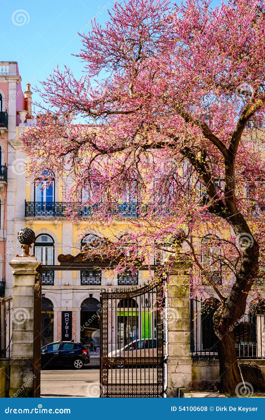 Roze boombloesem die de lente in Lissabon, Portugal aankondigen