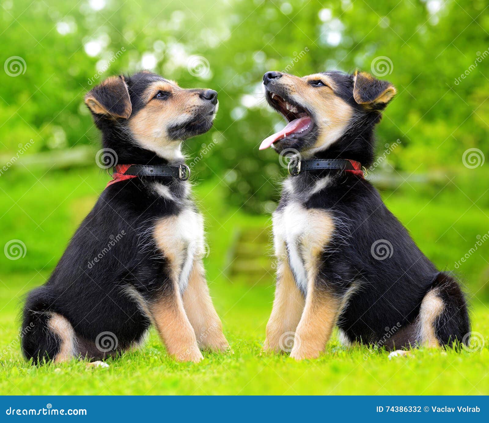 Flipper Onvervangbaar annuleren De Leuke Honden Van De Puppykruising Stock Foto - Image of vriendschap,  dier: 74386332