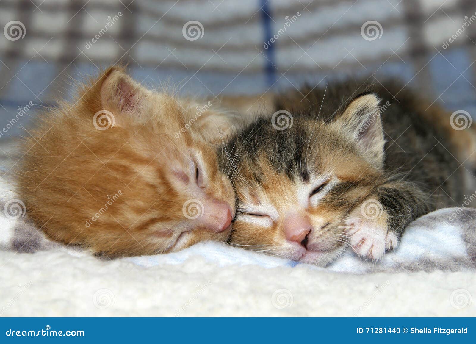 De Mannelijke Oranje Slaap Van Het Gestreepte Katkatje Naast Zuster Tortie Torbie Katje Stock Foto - Image Of Mannetje, Baby: 71281440