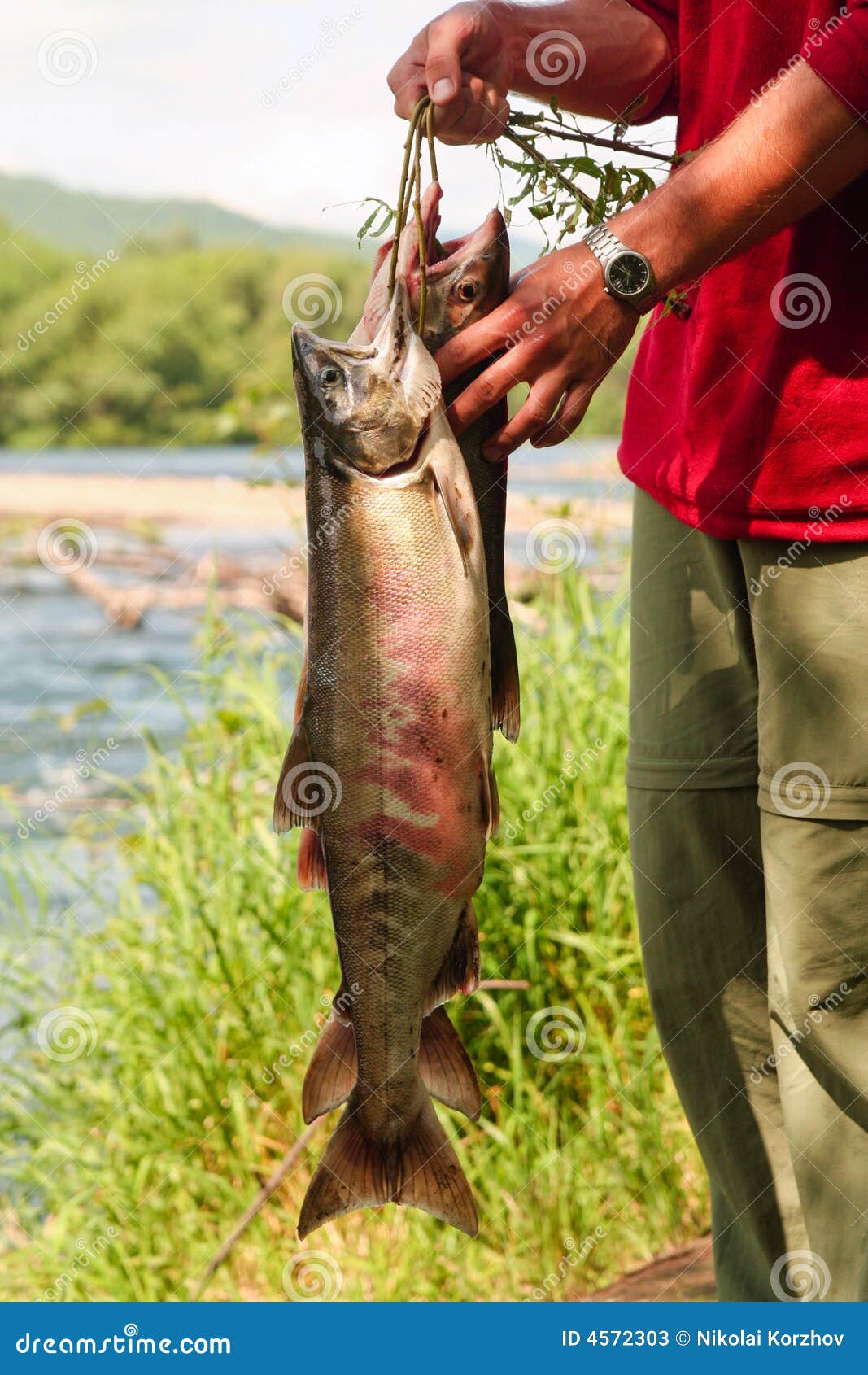 De mens houdt vissen Siberische zalm die in rivier tijdens toerist maart wordt gevangen. Kamchatka