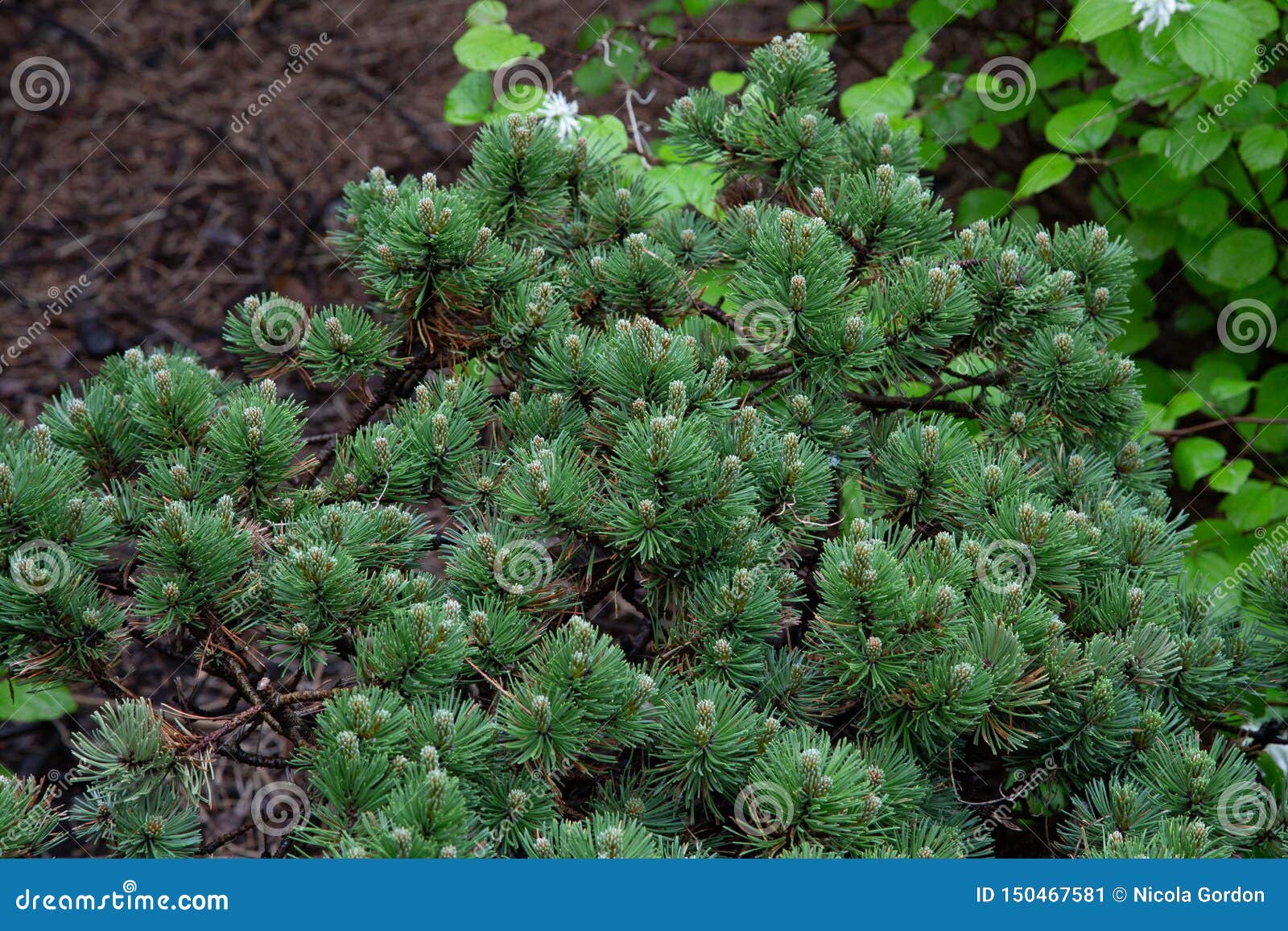 in de montagne mountain pine zinus mugo sherwood compact pinaceae garden