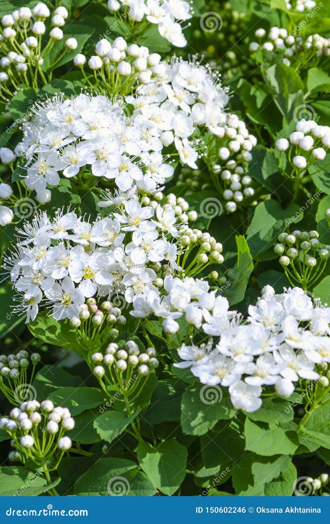 De mooie bloemen en knoppen die van spirea in de zomer de bloeien parkeren of tuinieren. Verscheidene bloeiwijzen en spireaknoppen