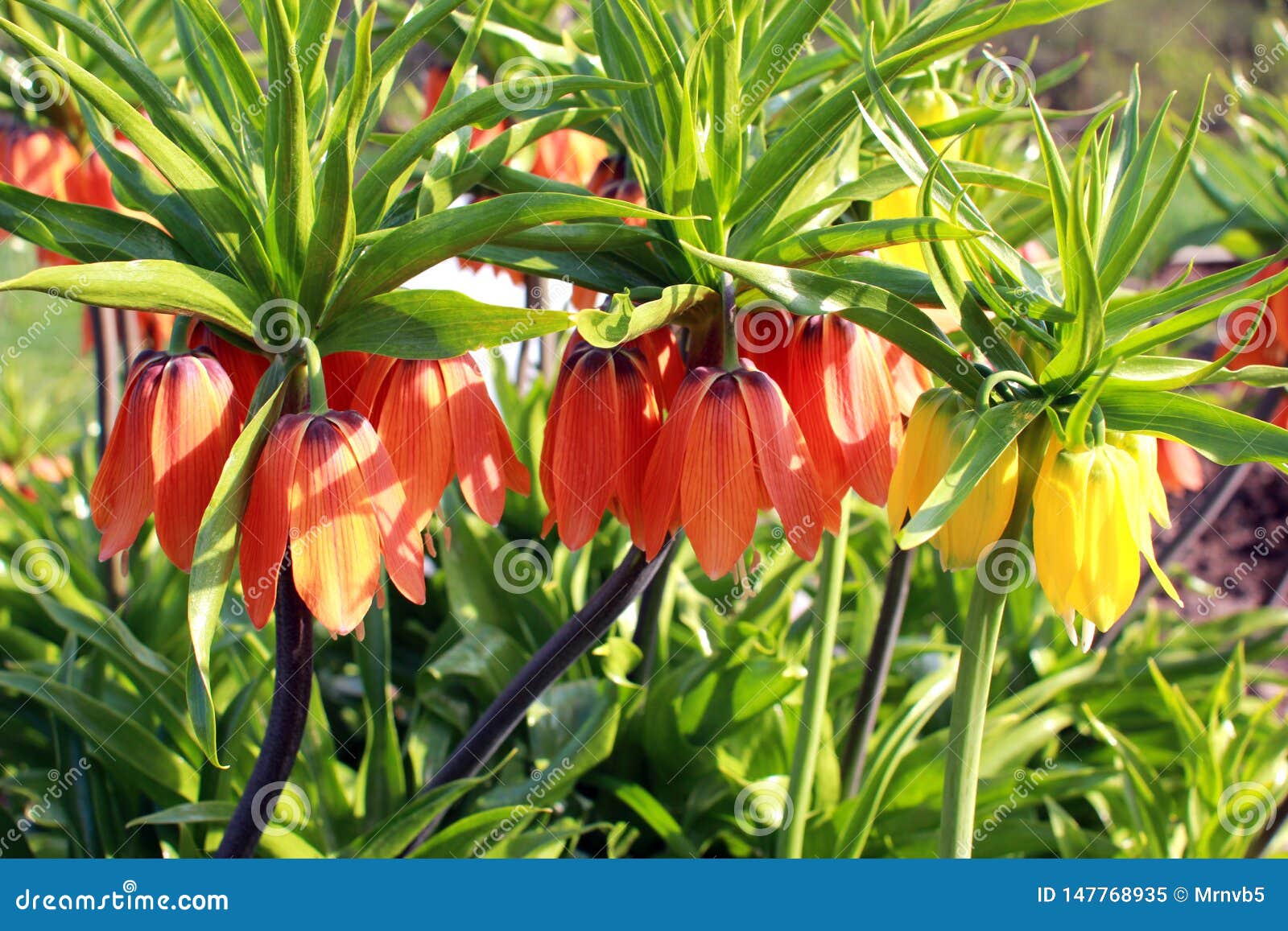 Stadscentrum Specifiek kleding De Mooie Oranje En Gele Bloemen Van Het Hazelaarhoen Eeuwigdurend Bolgewas  Stock Afbeelding - Image of summer, bloem: 147768935