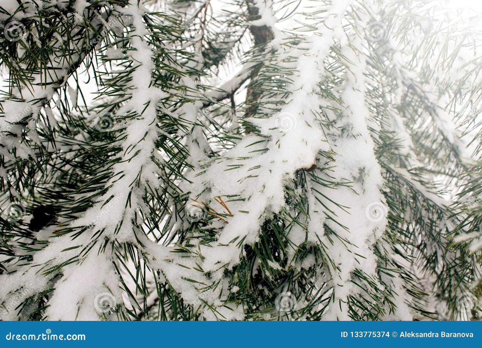 De natuurlijke achtergrond met pijnboomtak in de sneeuw, de winter is komend concept, exemplaarruimte