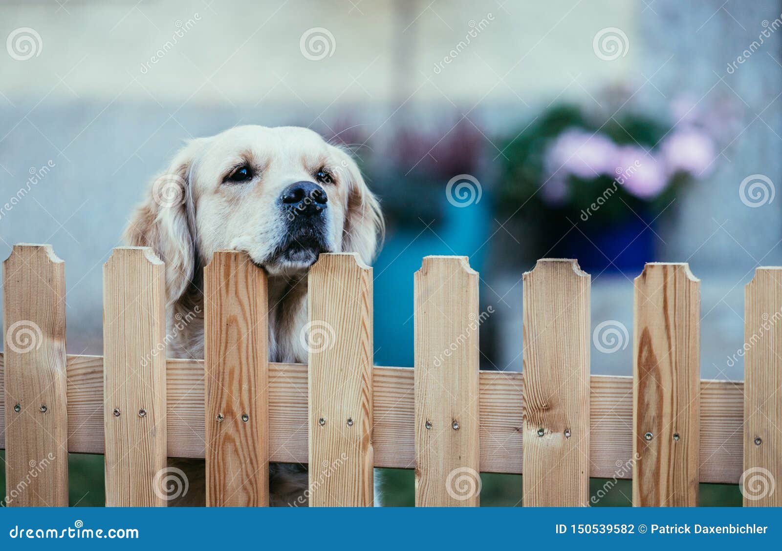 De Nieuwsgierige Hond Kijkt Over De Stock Foto - Image of gouden, hoofd: 150539582