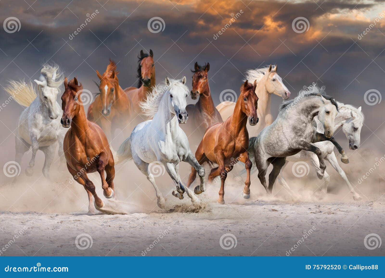 paarden lopen snel stock Image of woestijn, geïsoleerd - 75792520