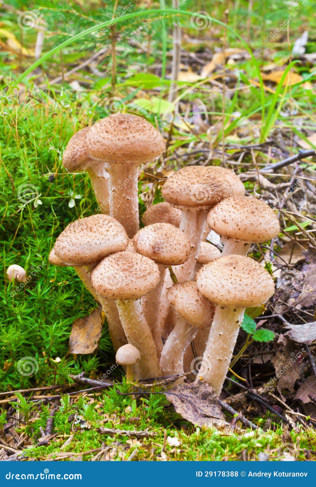 De Paddestoel Van De Honing Stock Foto Image of aarde, biologie 29178388