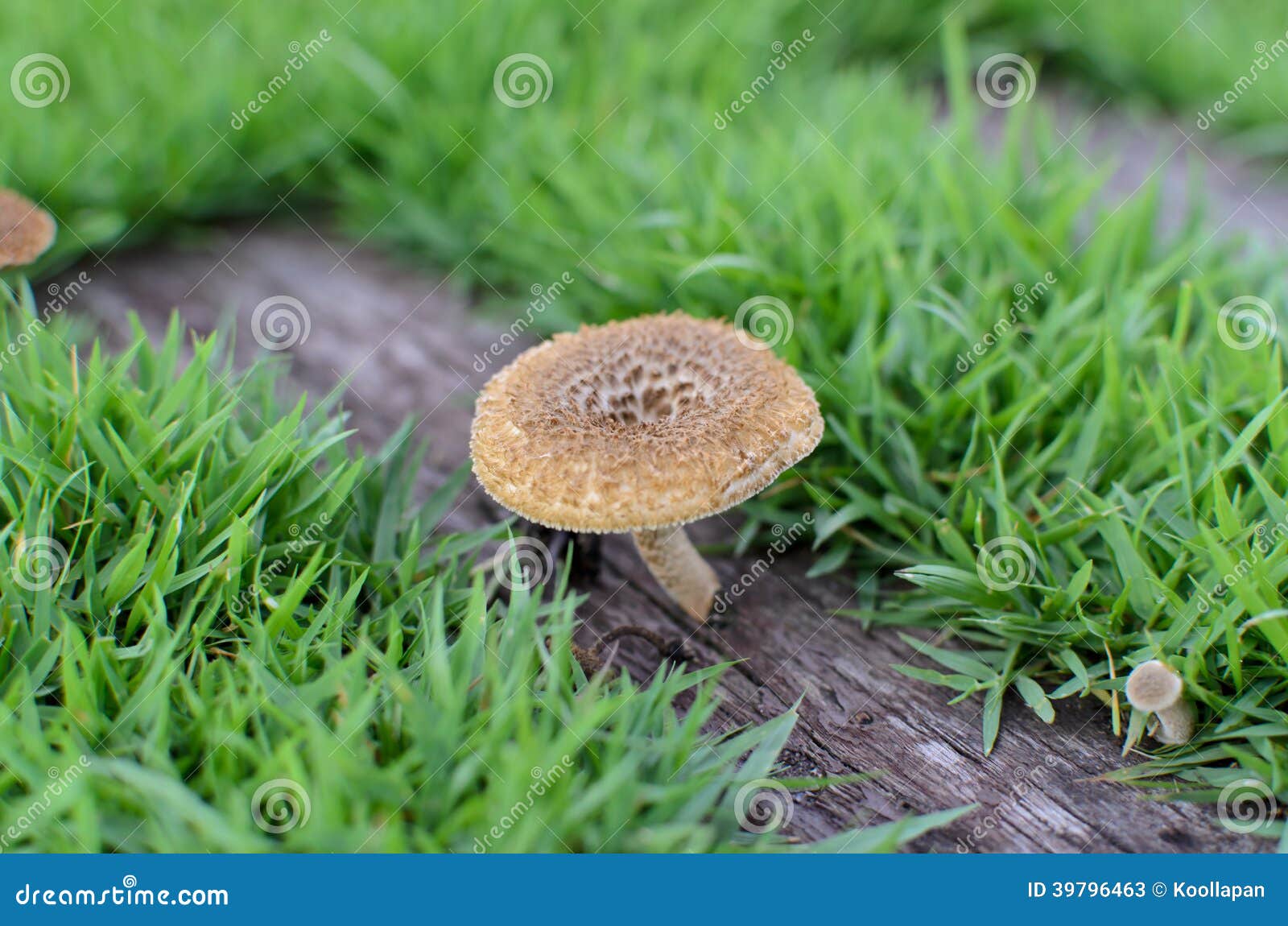 De paddestoelen stock afbeelding. Image of paddestoelen 39796463