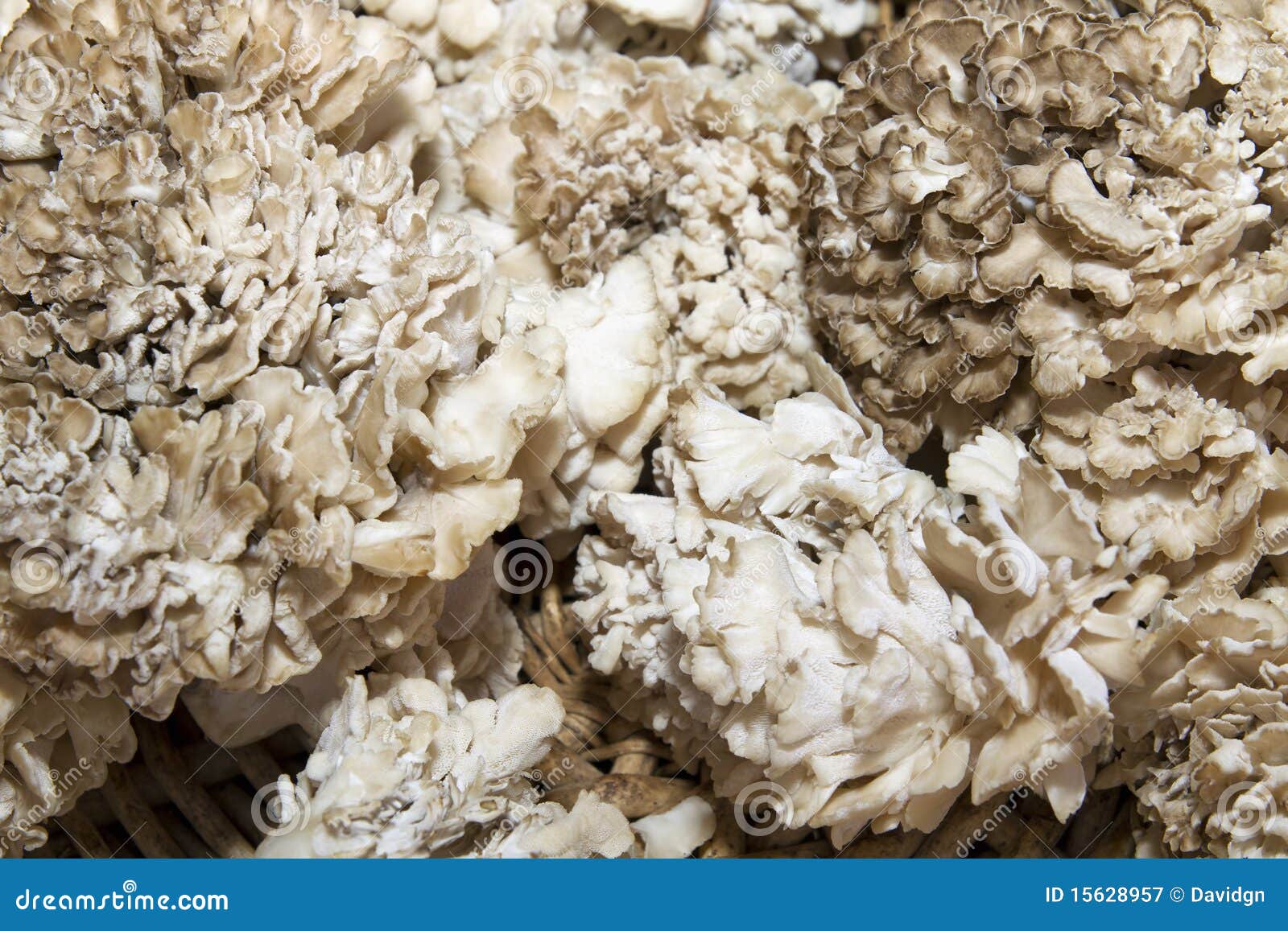 De Paddestoelen Van Maitake Stock Afbeelding Image of schapen