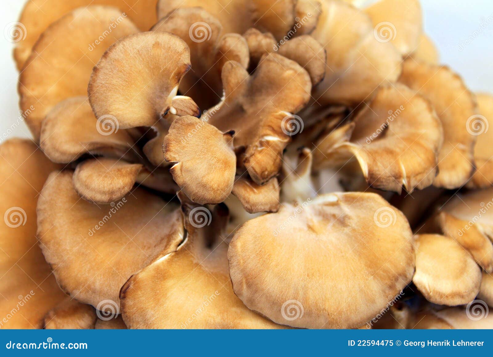 De Paddestoelen Van Maitake Stock Afbeelding Image of geneeskunde