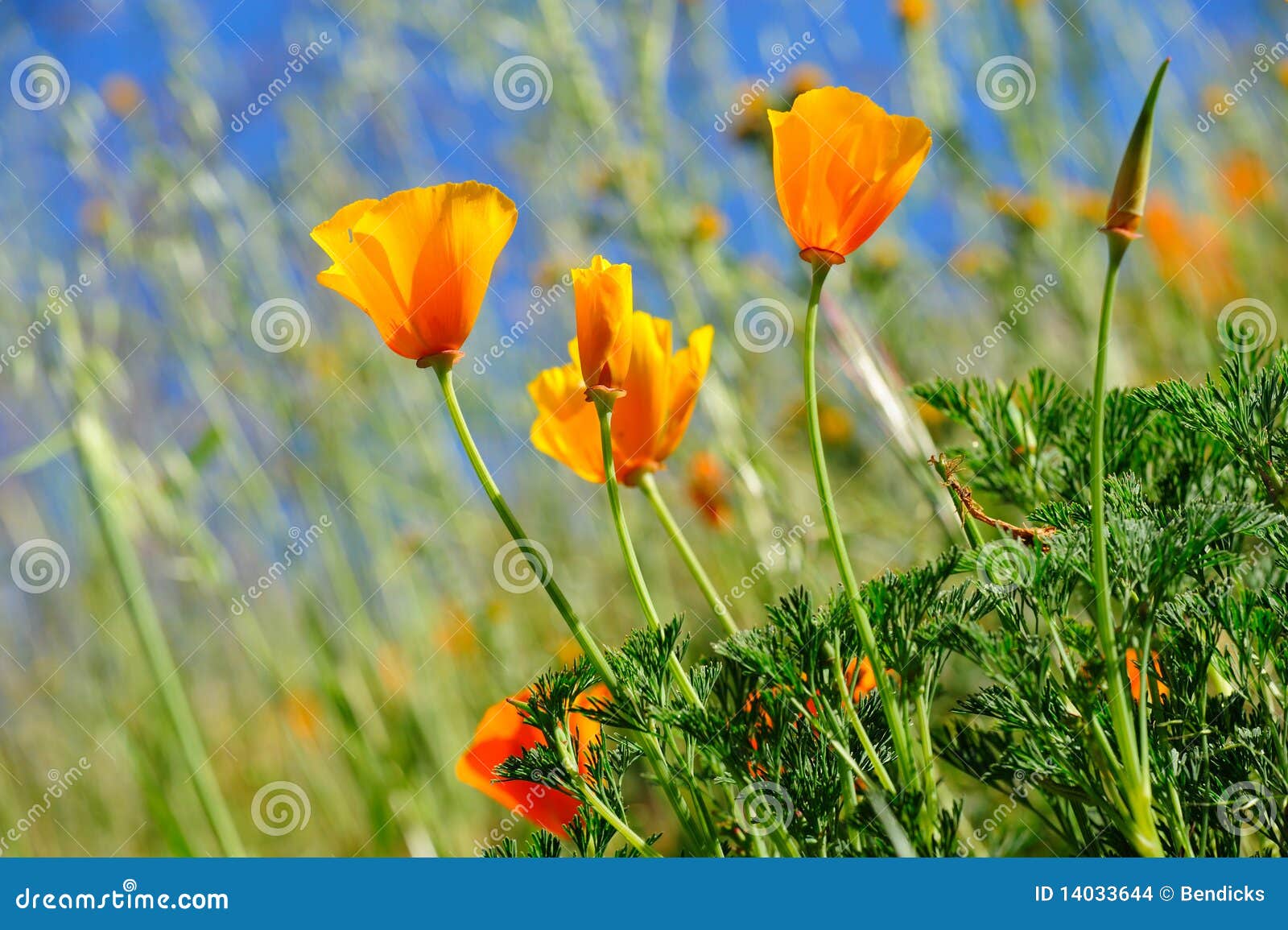 De Papaver van Californië en Wilde Grassen. De oranje papavers van Californië zijn zeker teken van de lente met een duidelijke blauwe hemel en wilde grassen groeiend op de achtergrond