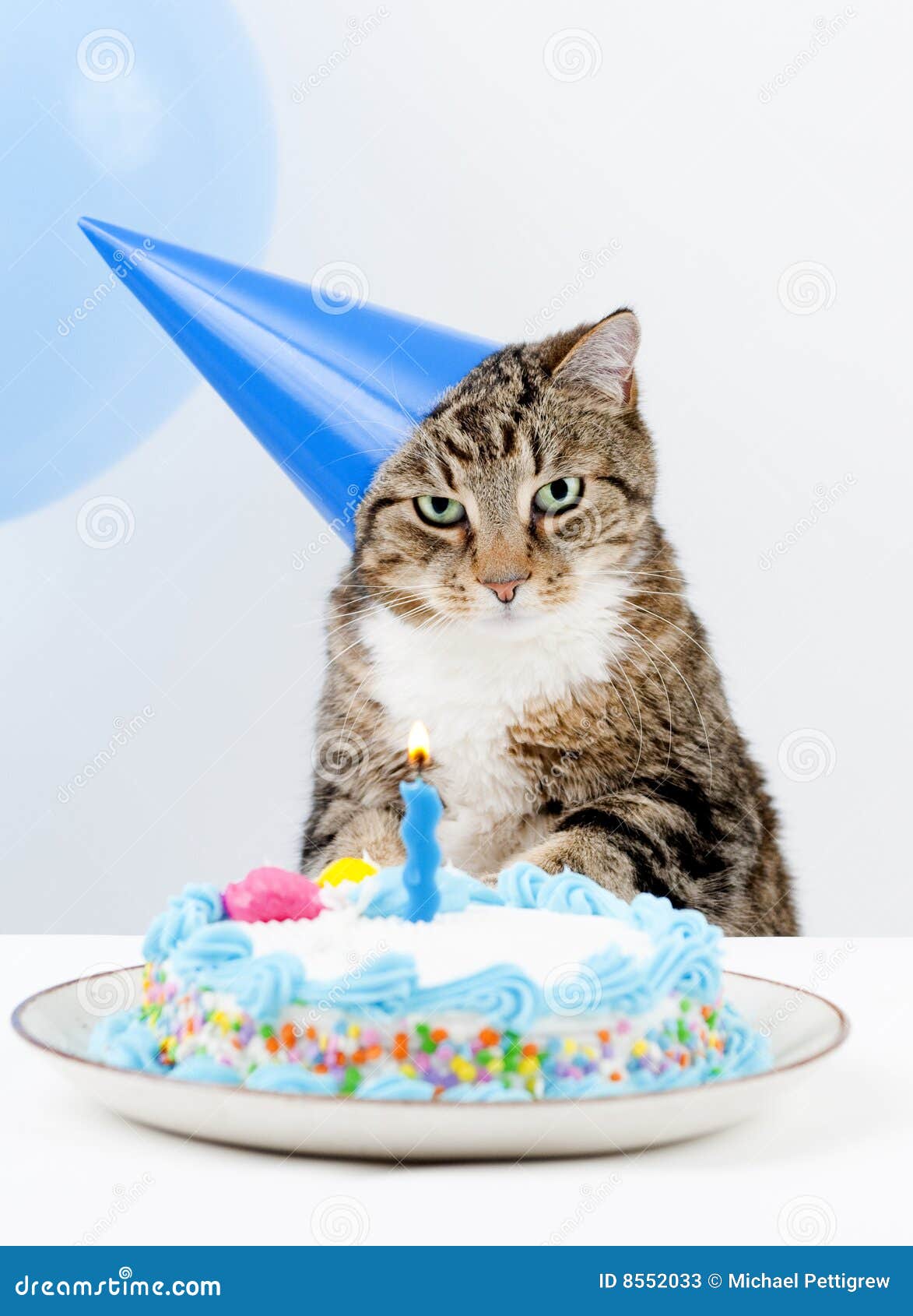 De Partij Van De Verjaardag Van De Kat Stock Afbeelding - Image Of Dier, Binnenlands: 8552033