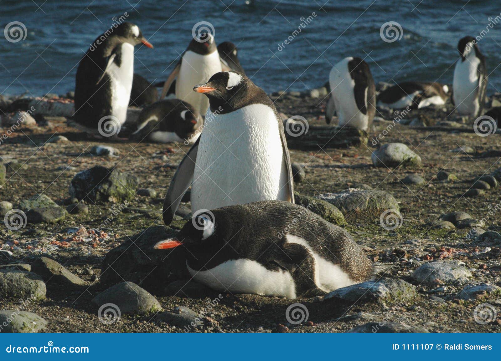 Raldi Somers (Raldi) - Profiel van de contribuant voor Dreamweaver, image size:1600x1154