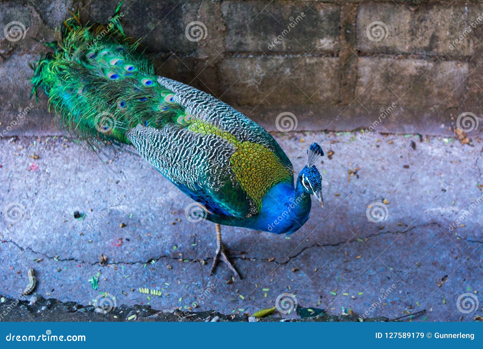 De Retour Du Paon Est Loiseau Qui Belle Longue Queue Image