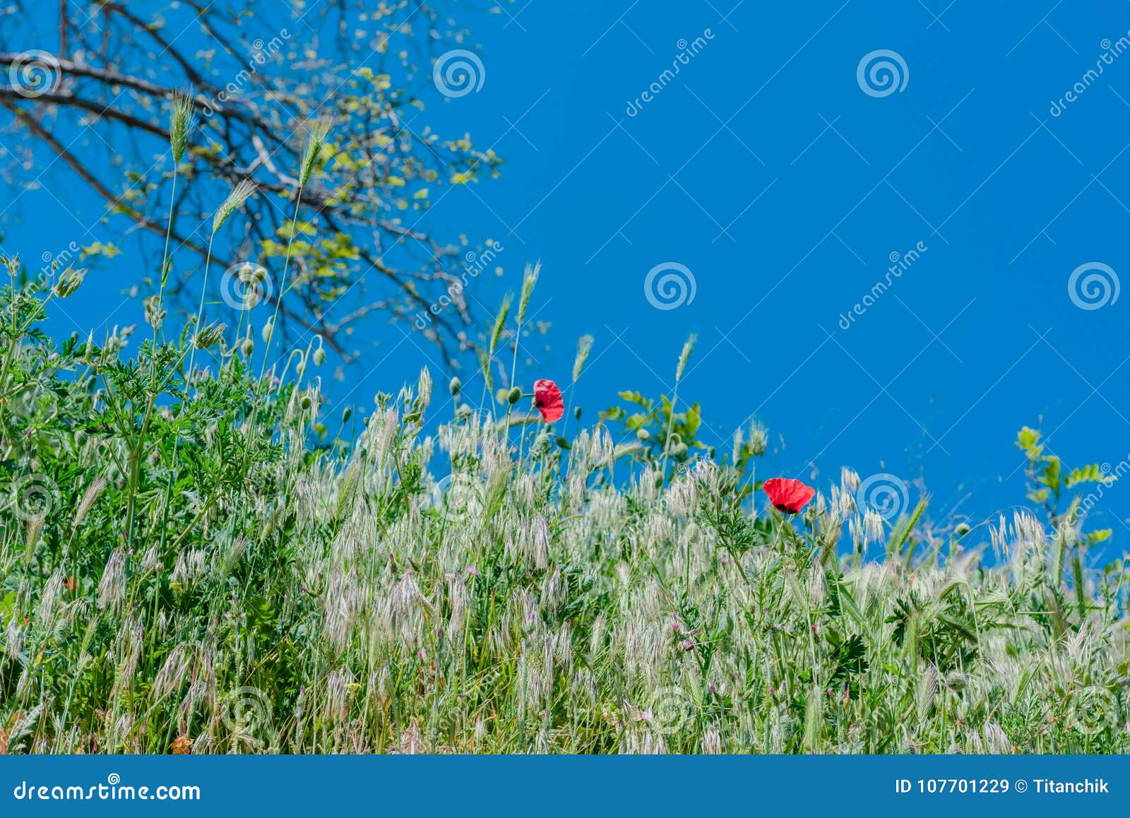 De rode papaver van de landschapsaard. De bloemen van de landschapsaard van rode papaver op achtergrond van groen gras