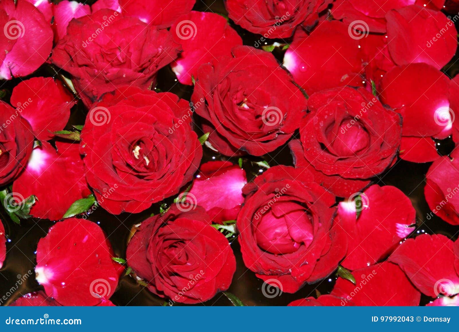 De rode rozenachtergrond vertegenwoordigt de diversiteit van liefde