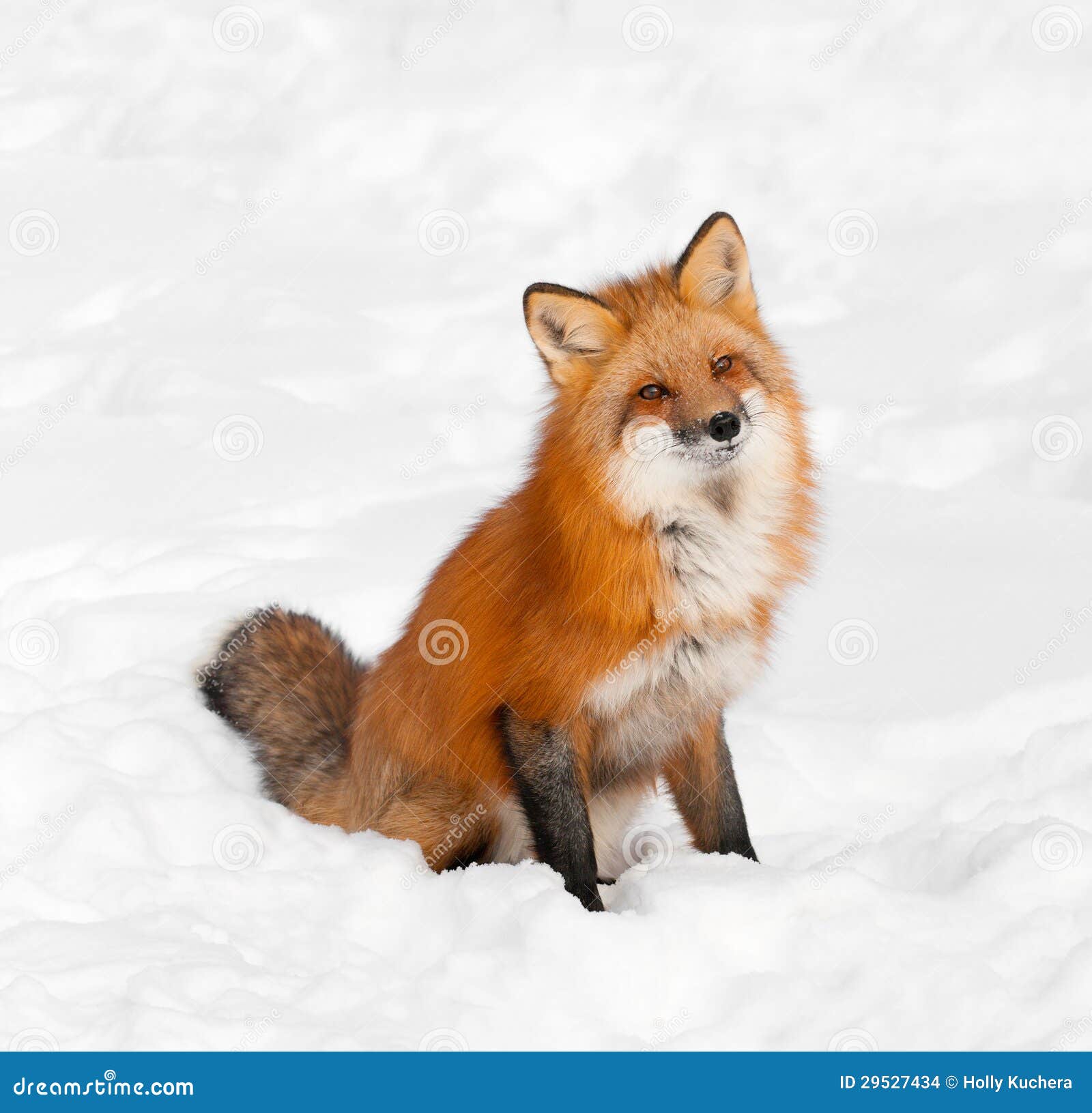 De rode Vos (Vulpes vulpes) zit in Sneeuw met Gebogen Hoofd - dier in gevangenschap