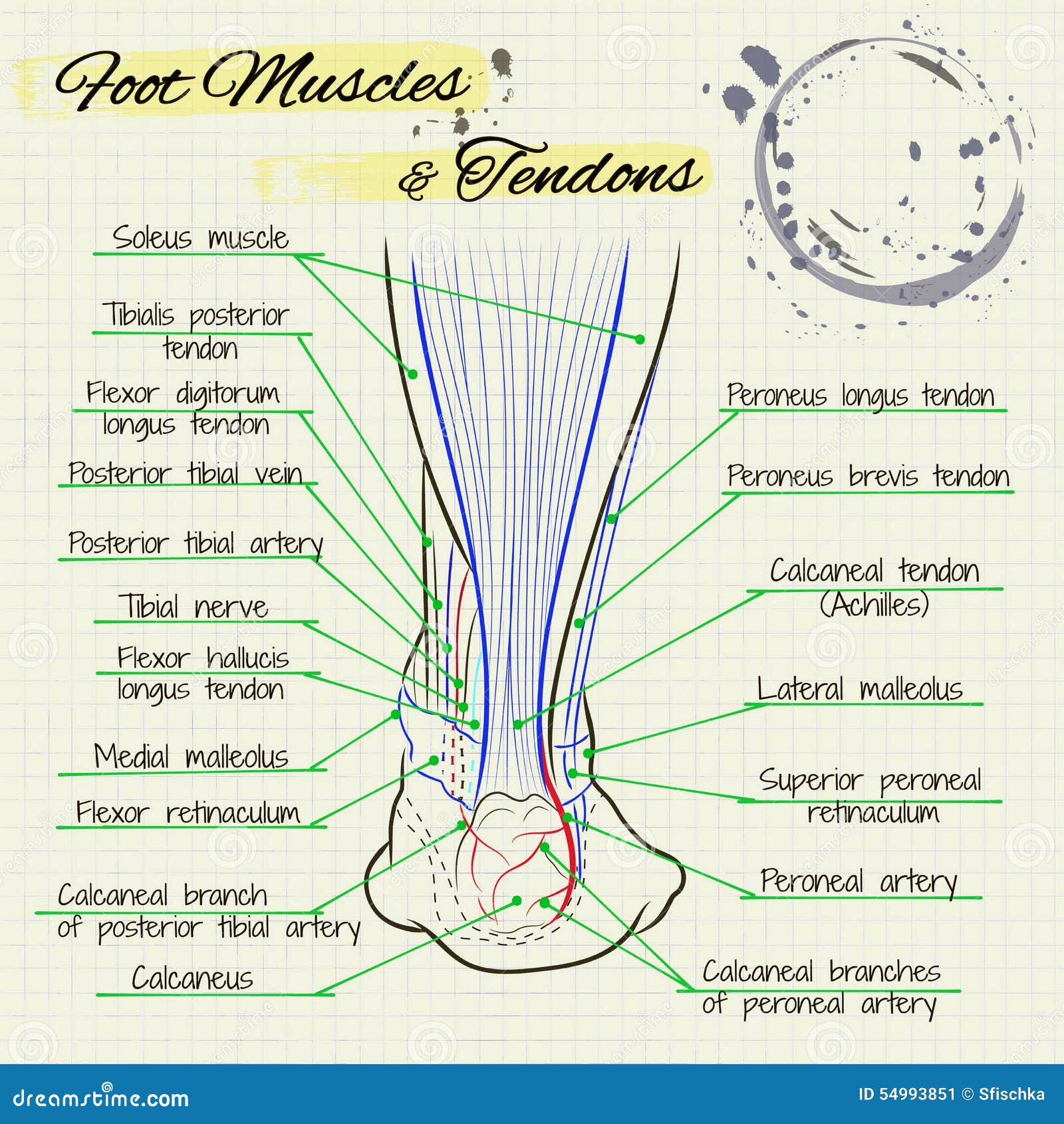 De Rug Van Een Menselijke Voet Vector Illustratie Illustration of