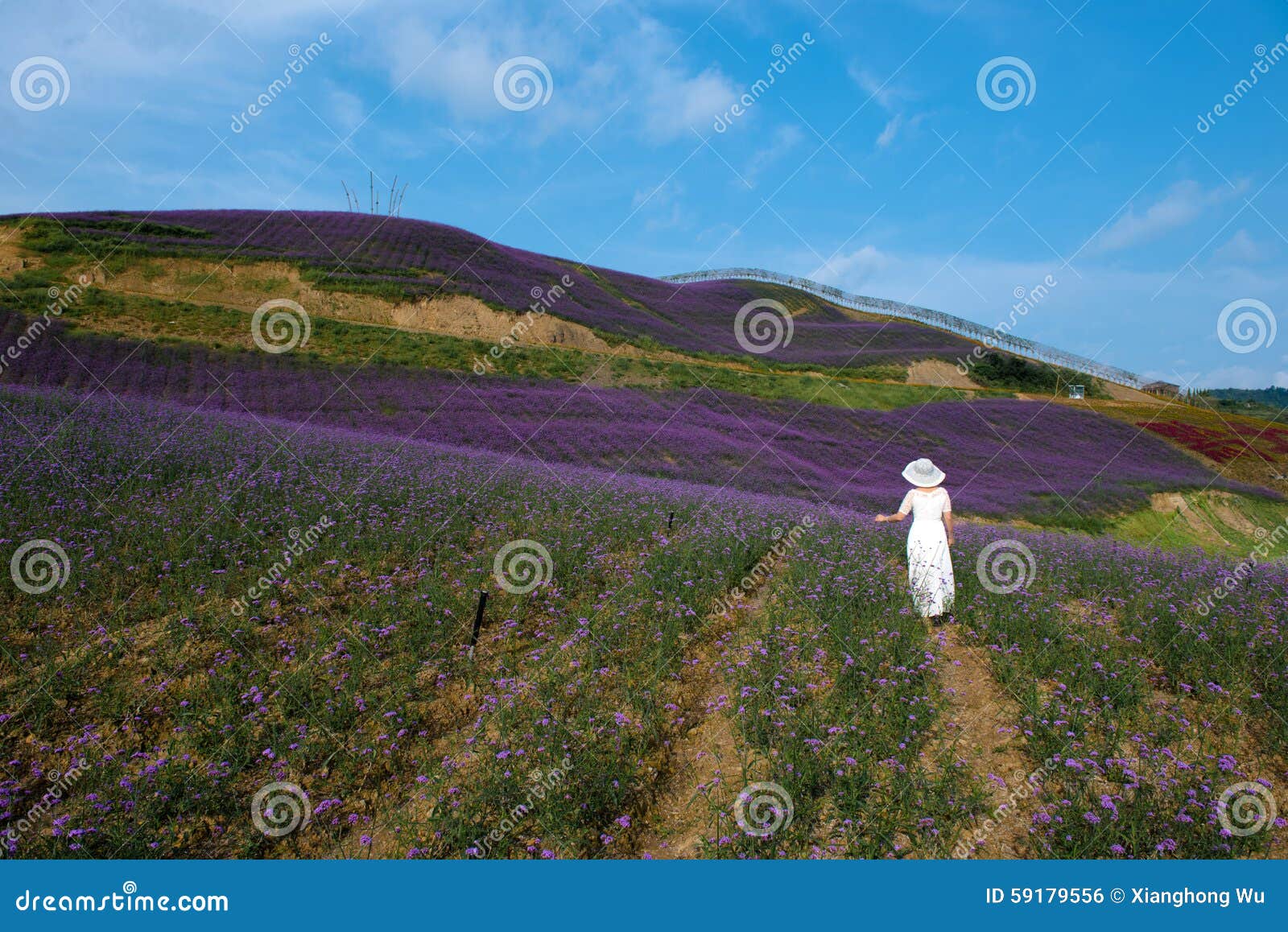De rug van een mooie vrouw stock foto. Image of groei 59179556