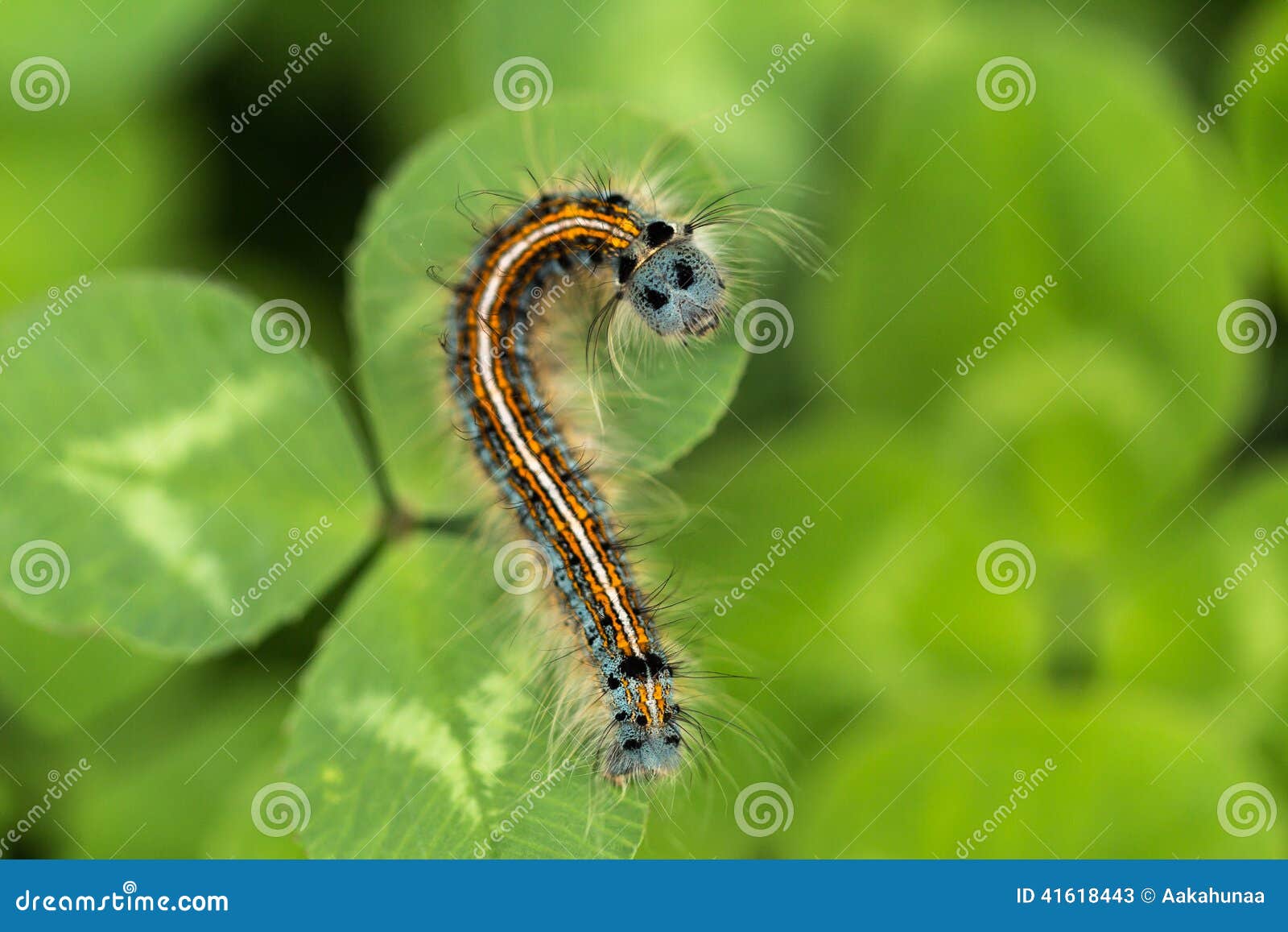 De rupsband stock afbeelding. Image of gevaarlijk, openlucht 41618443
