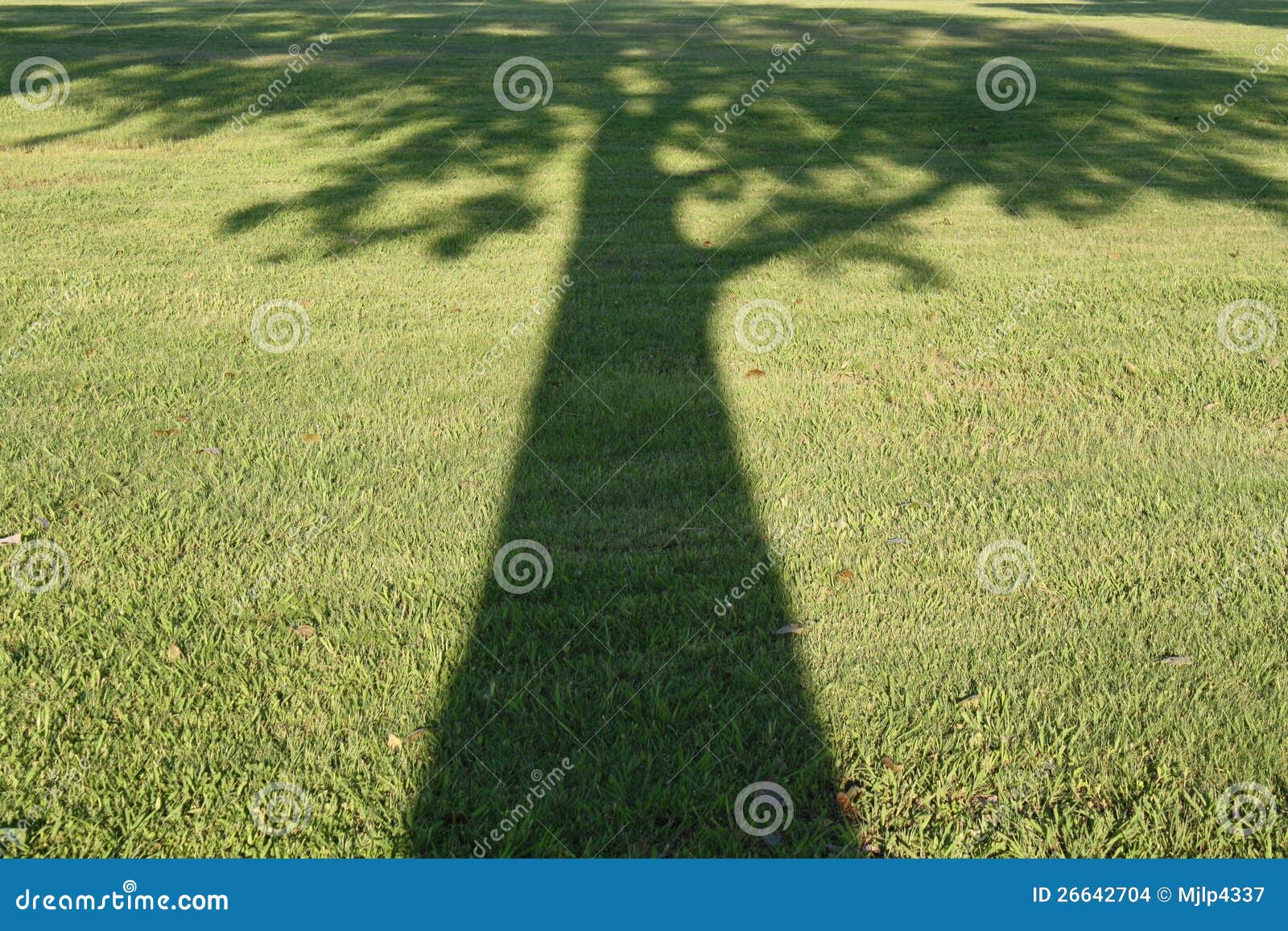 Een Lied In De Schaduw De Schaduw van de boom stock foto. Image of gras, lente - 26642704
