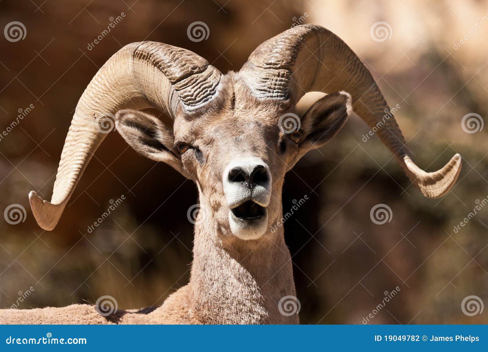 Canion Nevada van de Rots van de Schapen van de Ram van Bighorn de Rode