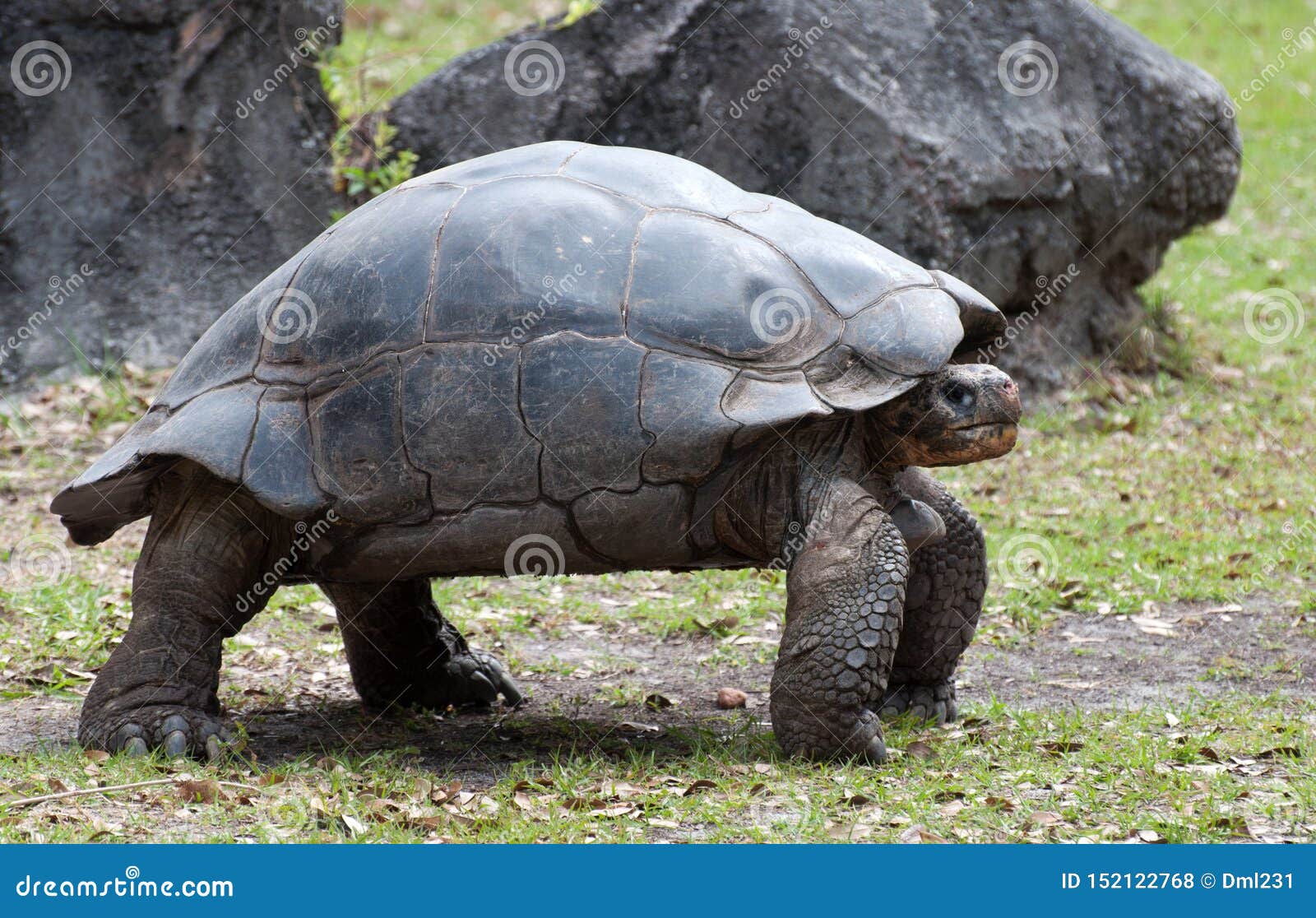 Met bloed bevlekt Verdwijnen veer De Schildpad Die Van De Galapagos Zich Op Stevige Benen Bevinden Stock Foto  - Image of grijs, karper: 152122768