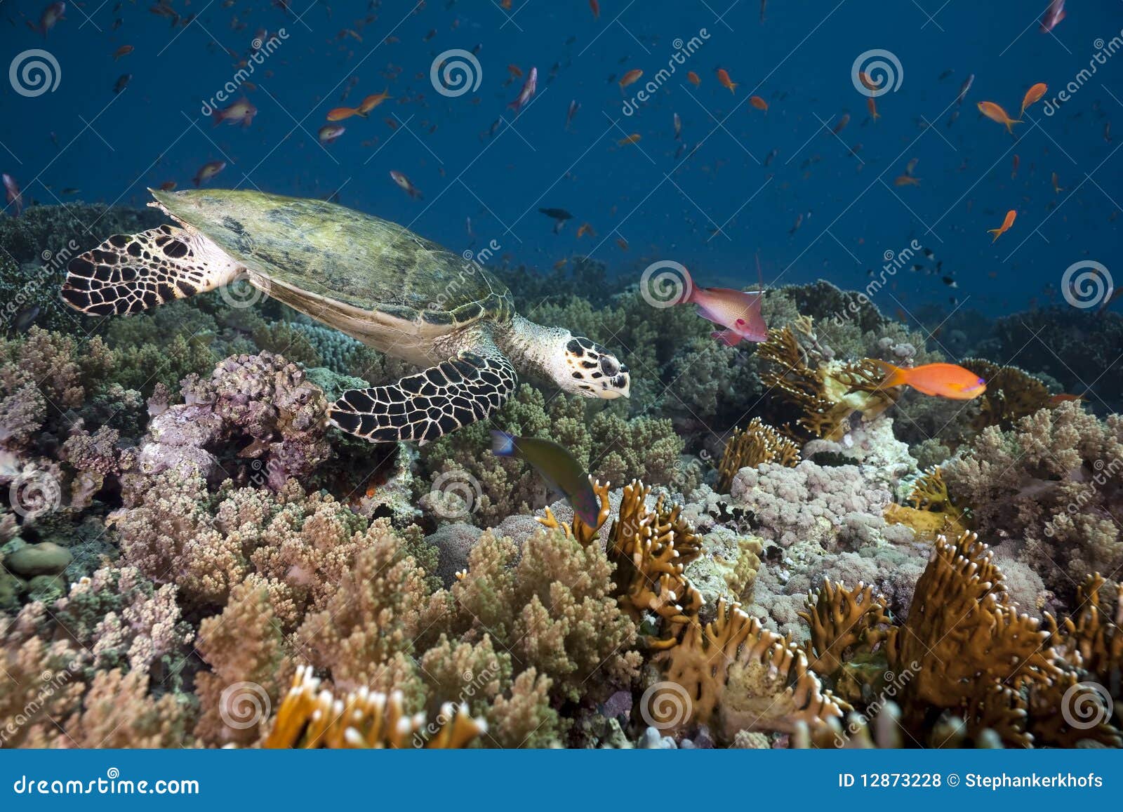 De Schildpad, Het Koraal En De Oceaan Van Hawksbill Stock Foto - Image ...