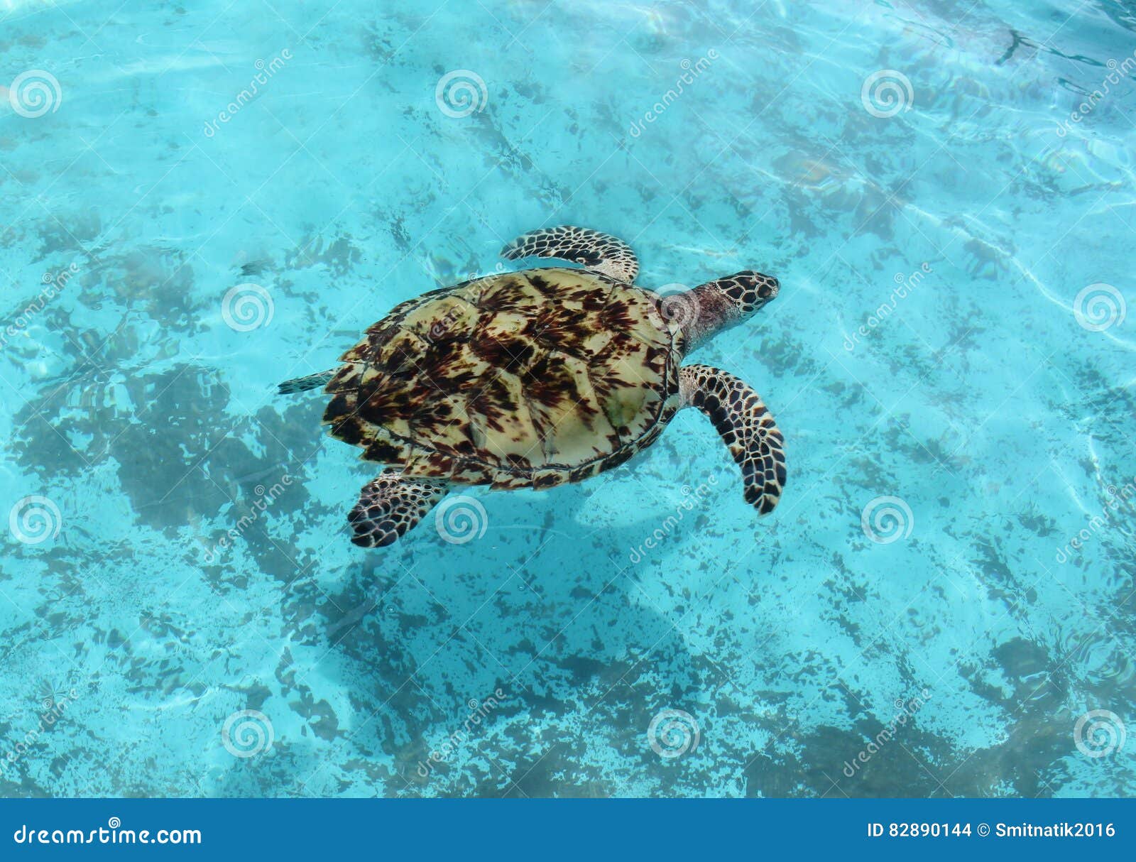 gereedschap persoon soep De schildpad in het water stock foto. Image of vreedzaam - 82890144