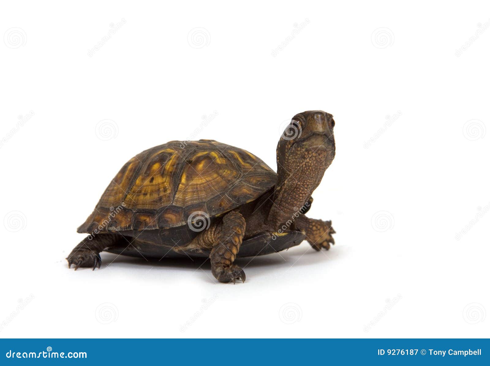 De schildpad van de doos op witte achtergrond. Een doosschildpad loopt op een witte achtergrond