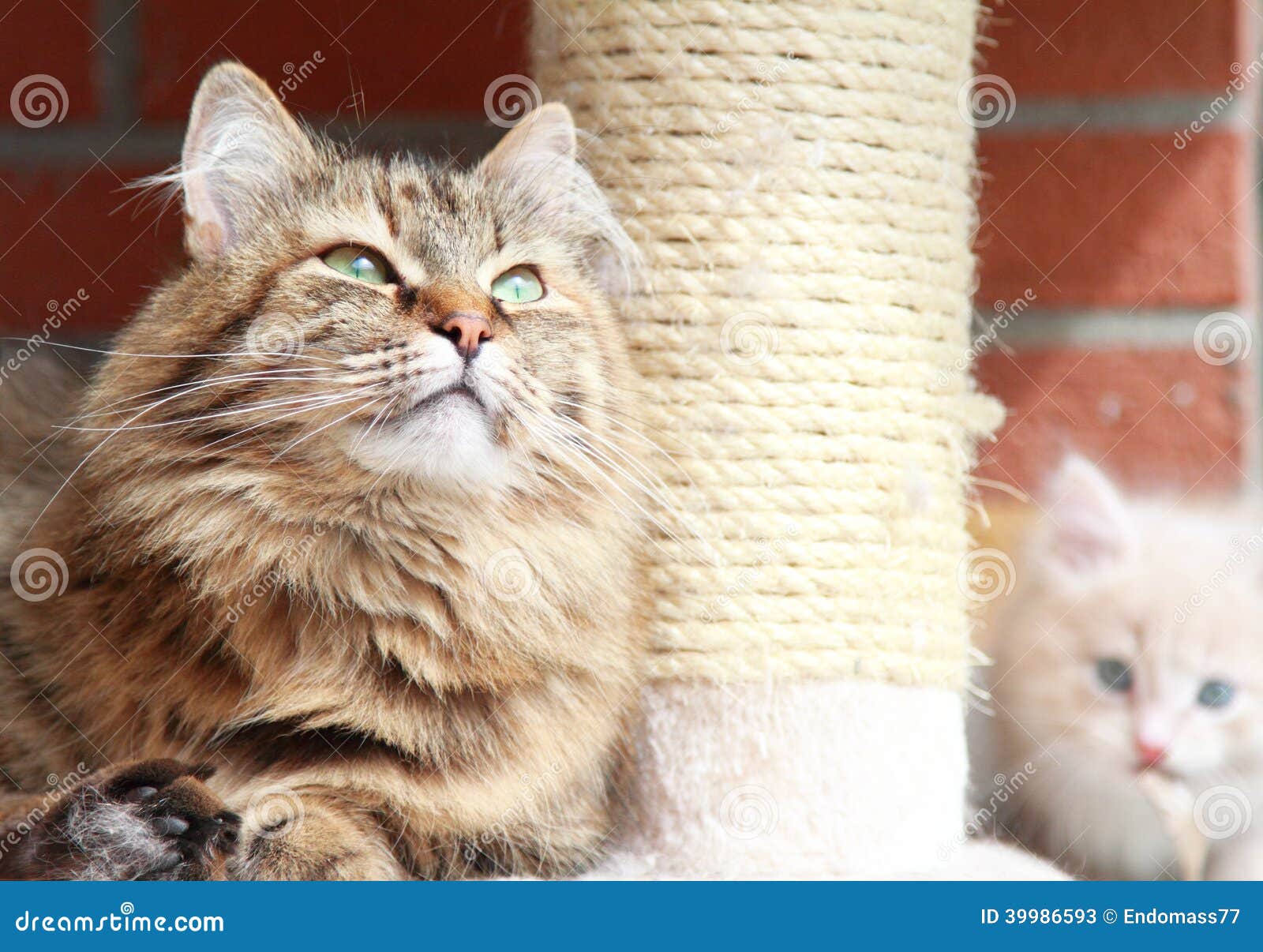 De Siberische Versie Van Katten Bruine Tricolor Stock Afbeelding ...