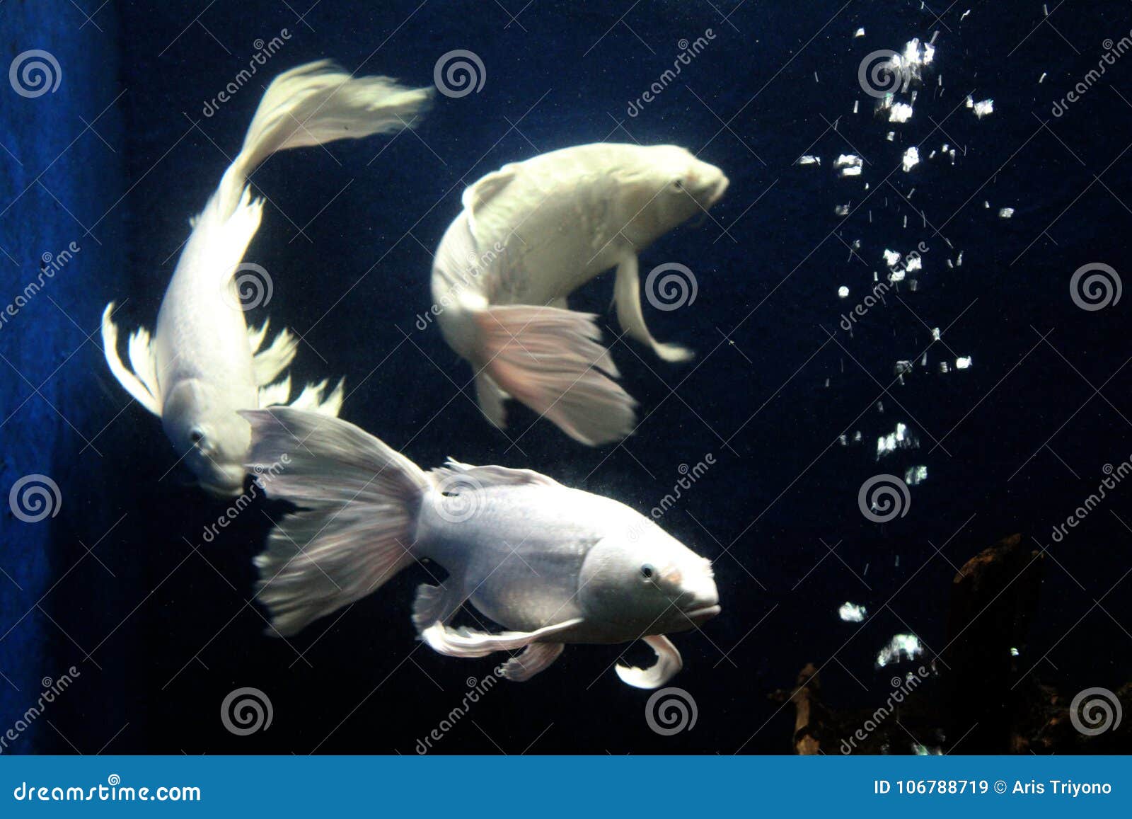 eb terugtrekken Retentie De Siervissen Snakken De Tropische Vissen Van De Staartvin Van Indonesië  Stock Afbeelding - Image of leven, zwart: 106788719