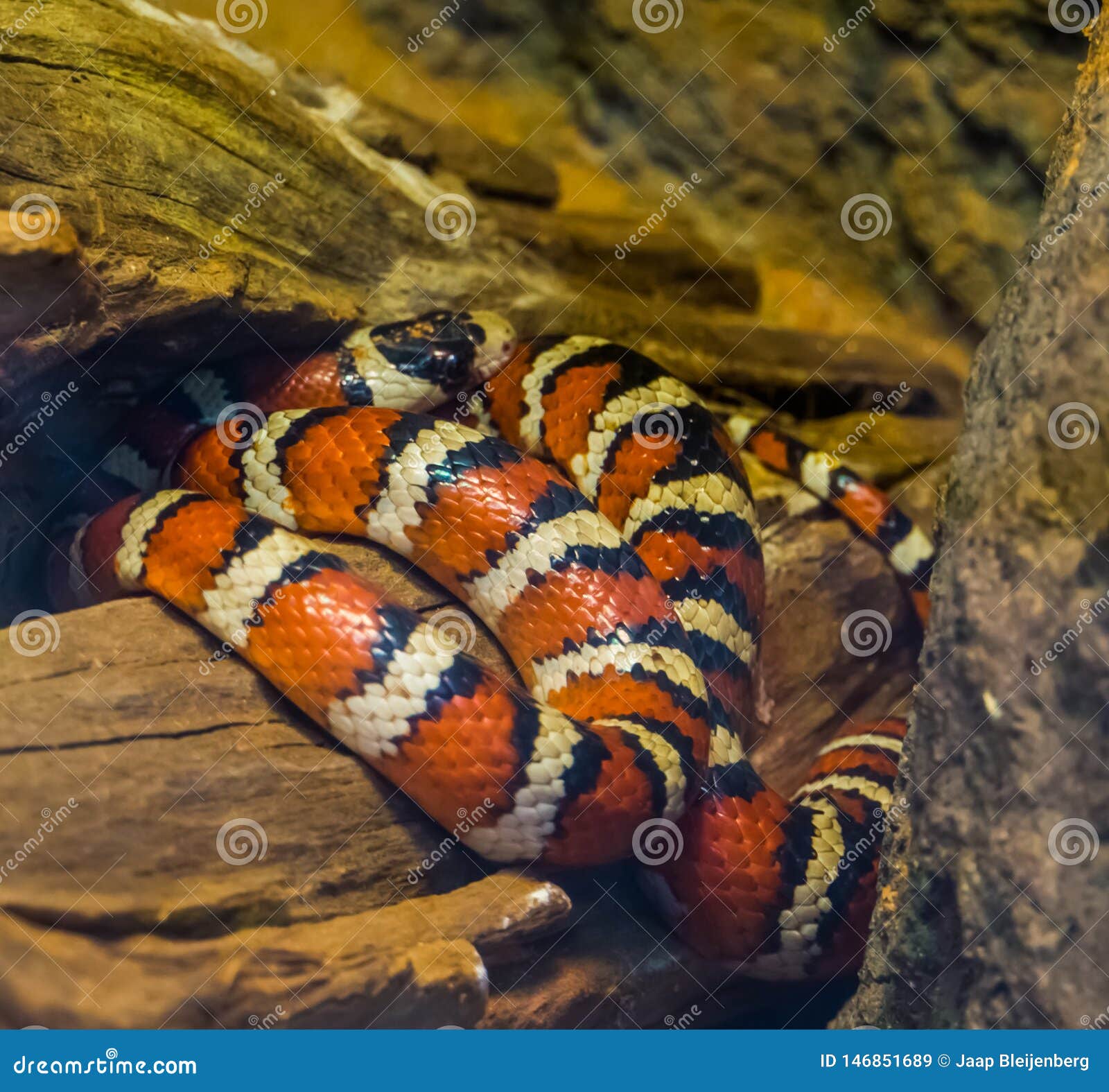 De Slang De De Van Arizona in Het Kleuren Gele En Zwarte, Trillende Gekleurde Serpent Van Amerika, Populair Stock Afbeelding - Image of arizona, zwart: