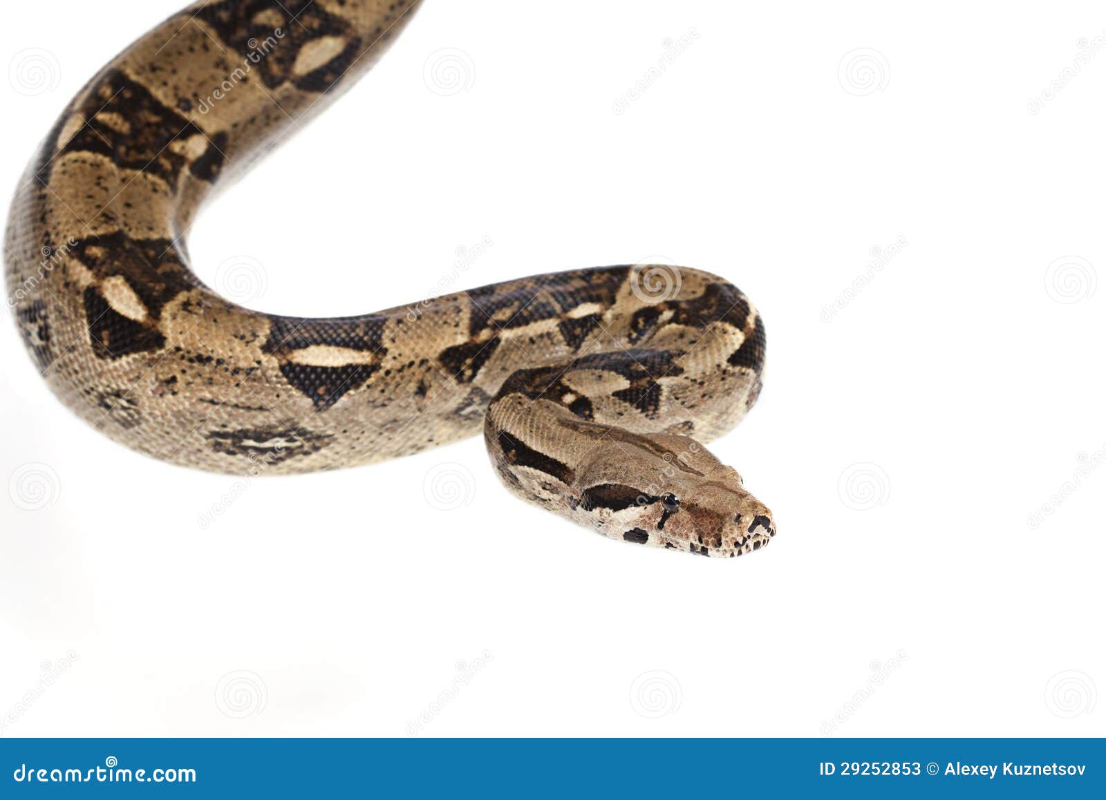De slang van de boa stock afbeelding. Image of constrictor 29252853