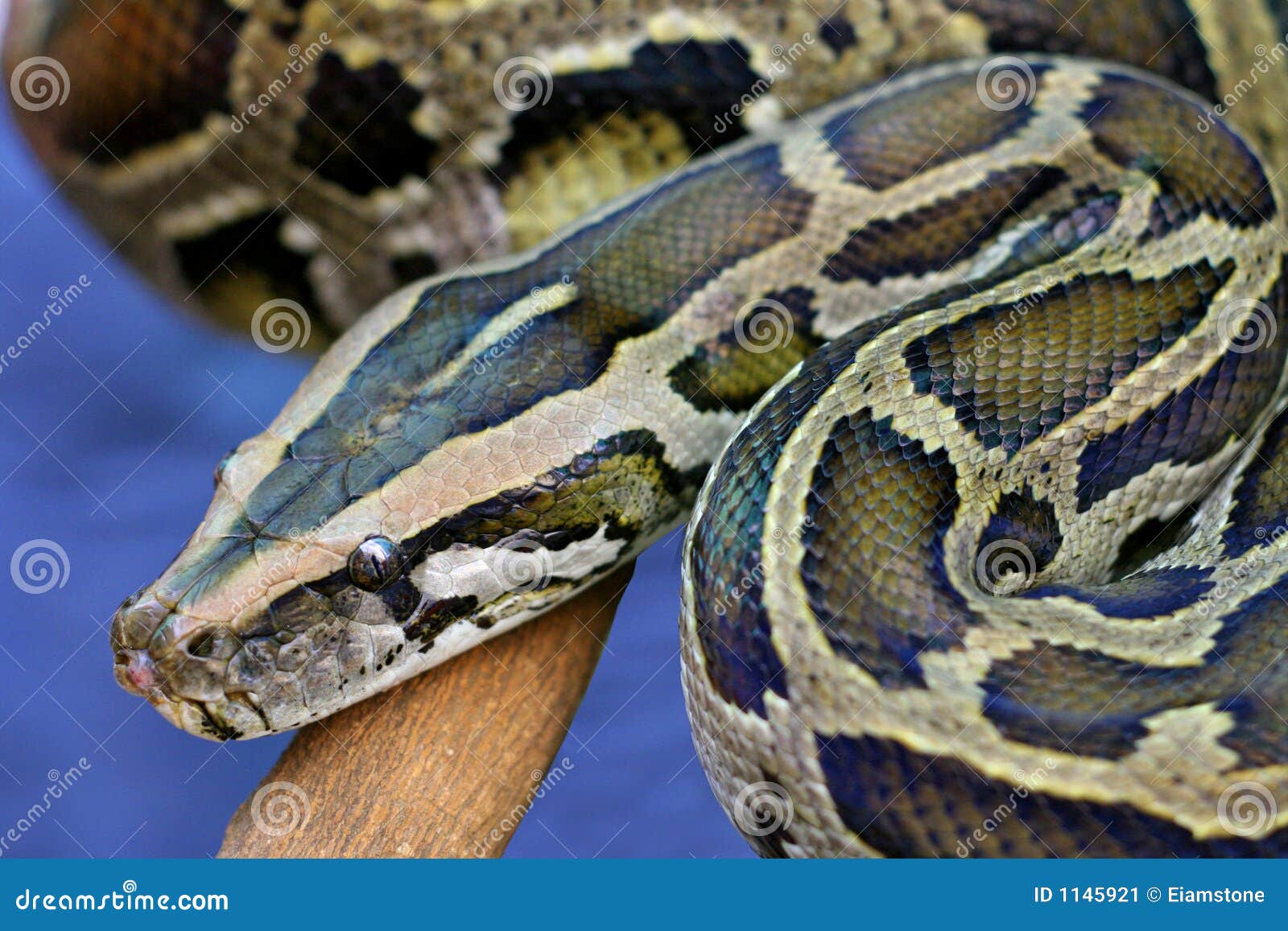 Aanbeveling knal Speciaal De Slang van de python stock afbeelding. Image of wild - 1145921