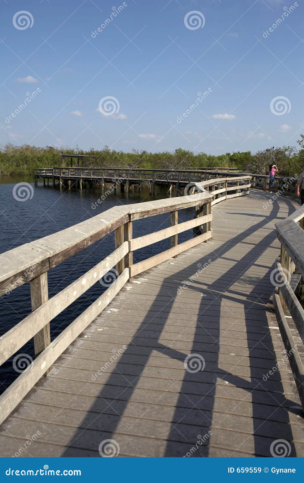 De de sleeppromenade van Anhinga, het koninklijke centrum van de palmbezoeker, anhingasleep, everglades staats nationaal park, Florida, Verenigde Staten, de V.S., de opgeheven gang over het zaaggras staat mensen toe om omhoog dichte aard te bekijken, genomen in de vroege avond maart 2006