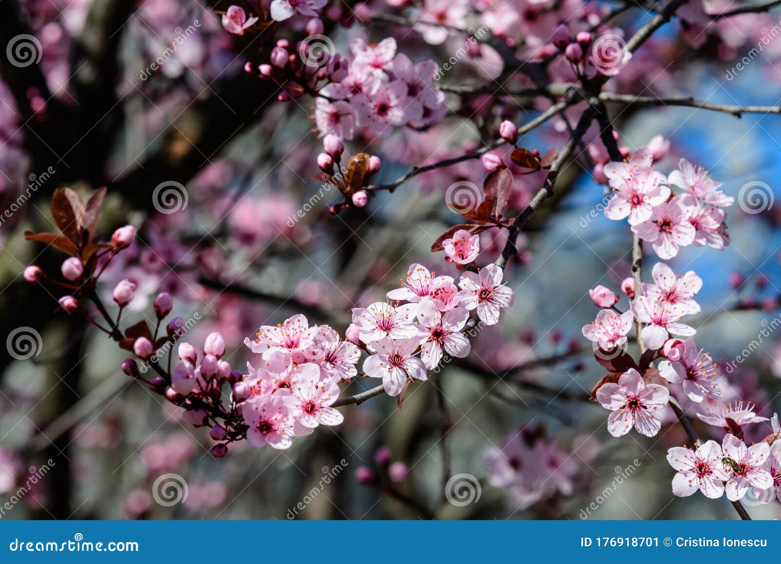 De Sluiting Van Een Tak Met Roze Kersboombloemen In Volle Bloei In Een Tuin Op Een Zonnige Lentedag , Mooie Japanse Kersblos Stock Afbeelding - Image Of Roze, Bloemen: 176918701