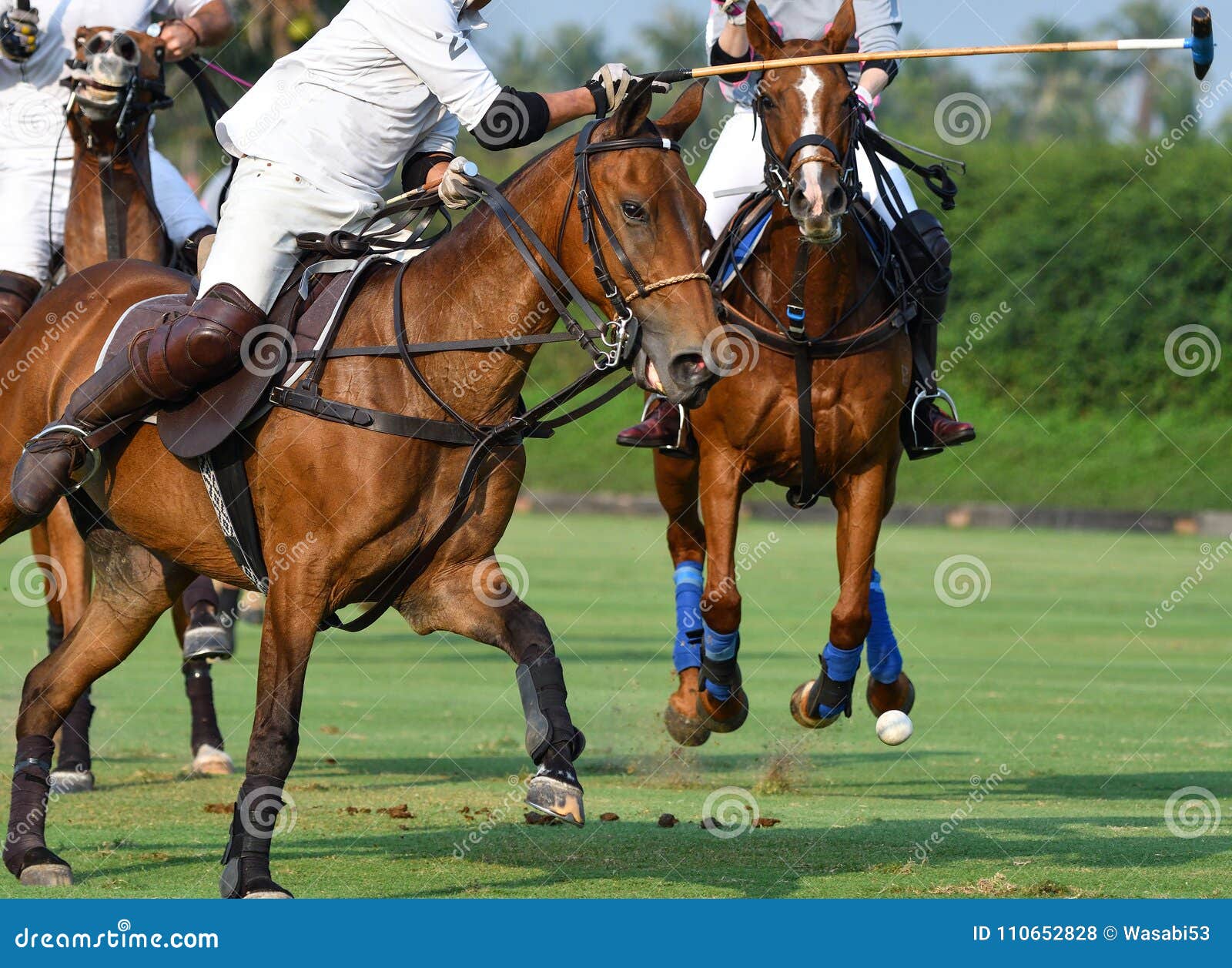 De spelers van het paardpolo concurreren op het gebied