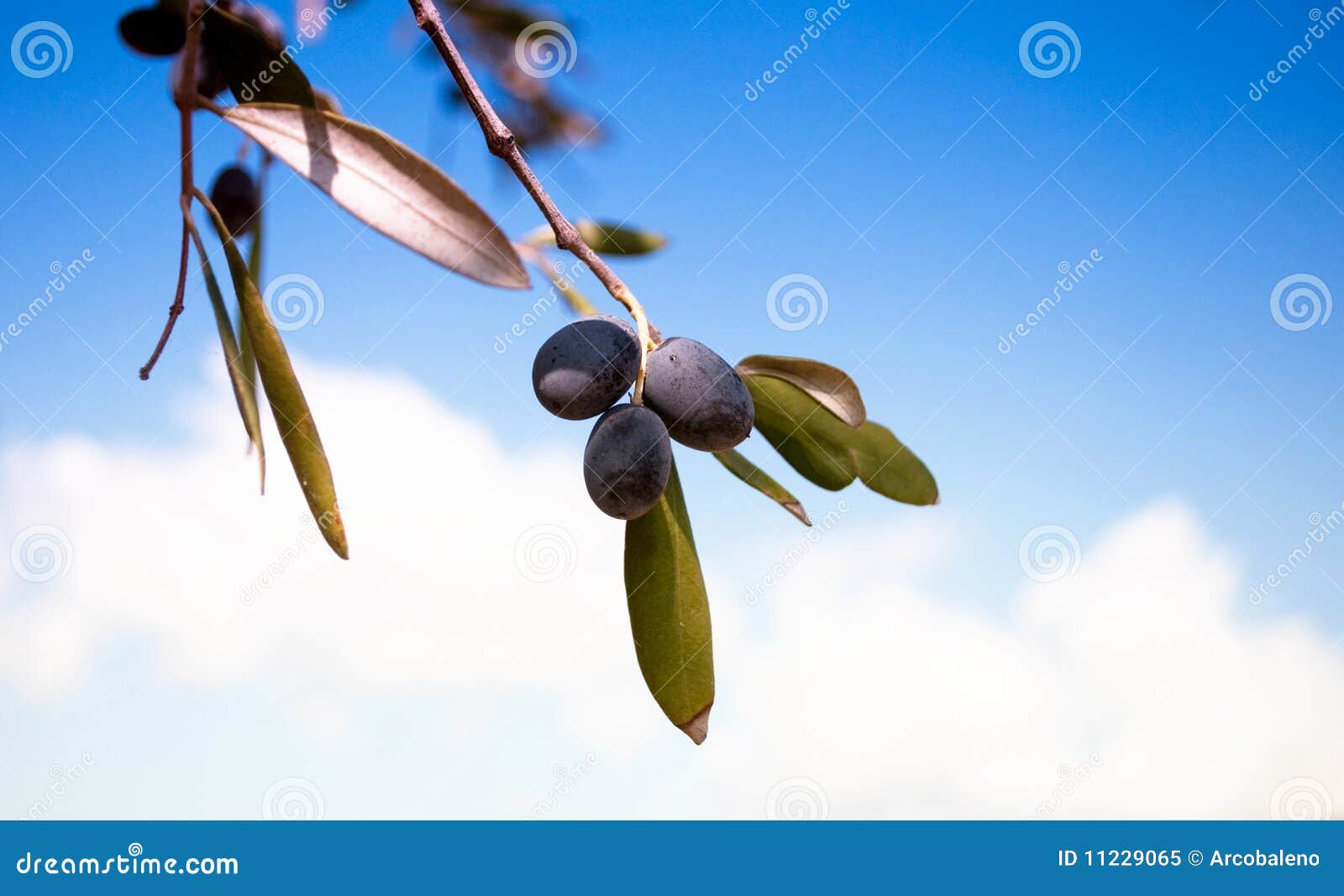 De tak van de olijf. Detail van olijftak met zwarte olijven en groene bladeren