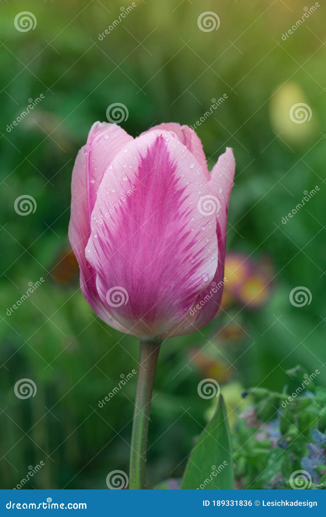 De Tulipe Rose Et Blanche Mirella Photo stock - Image du floraison,  botanique: 189331836