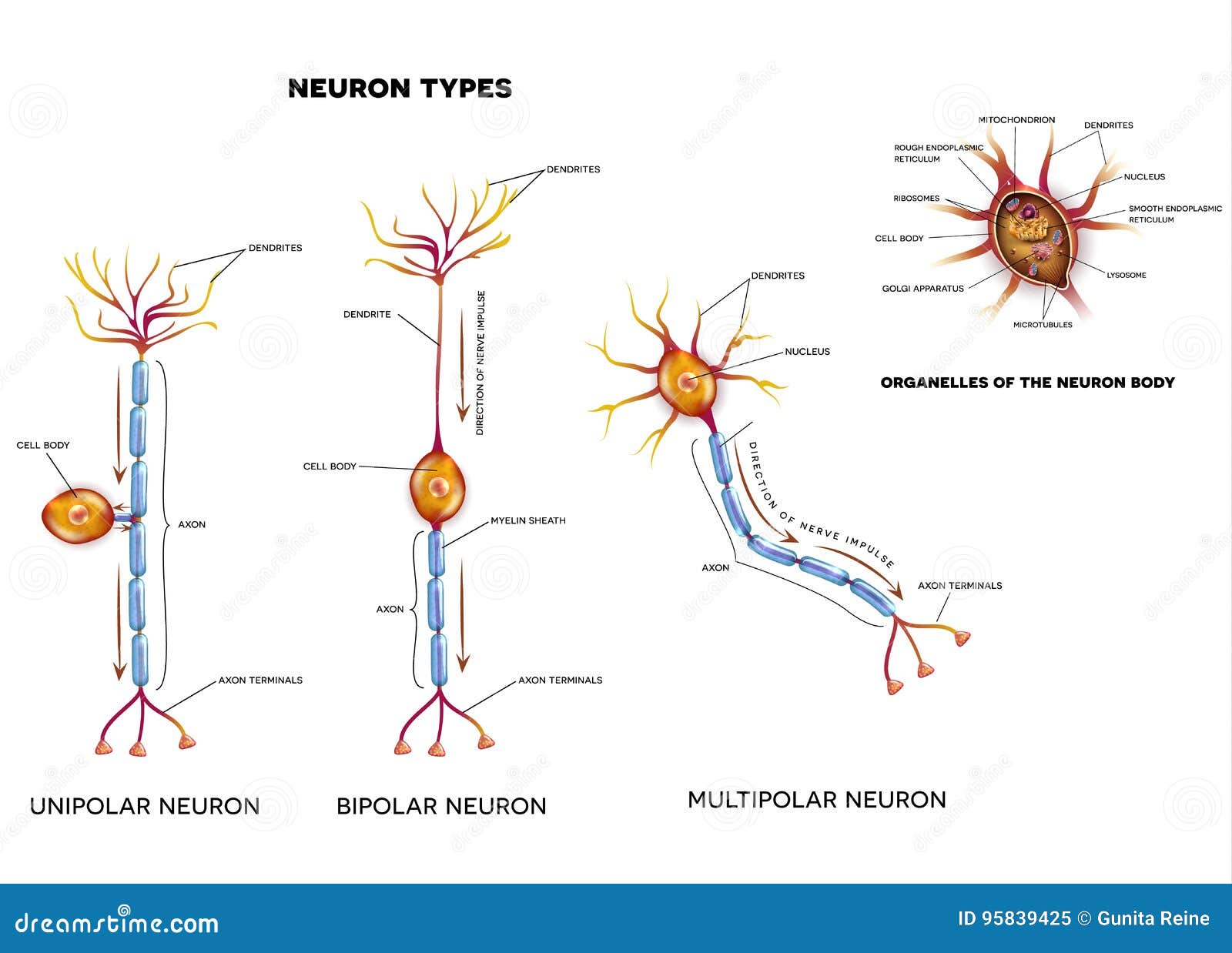 De Types En De Organellen Van Zenuwcel Vector Illustratie - Illustratie