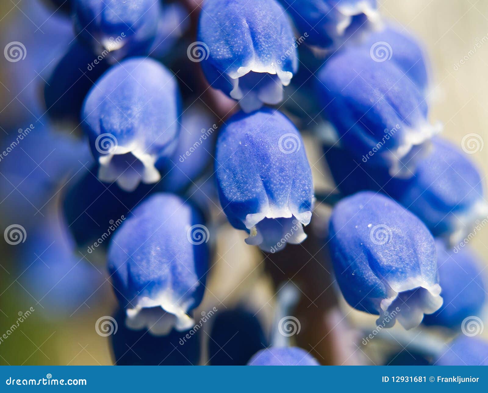 De uiterst kleine Blauwe Macro van Klokbloemen