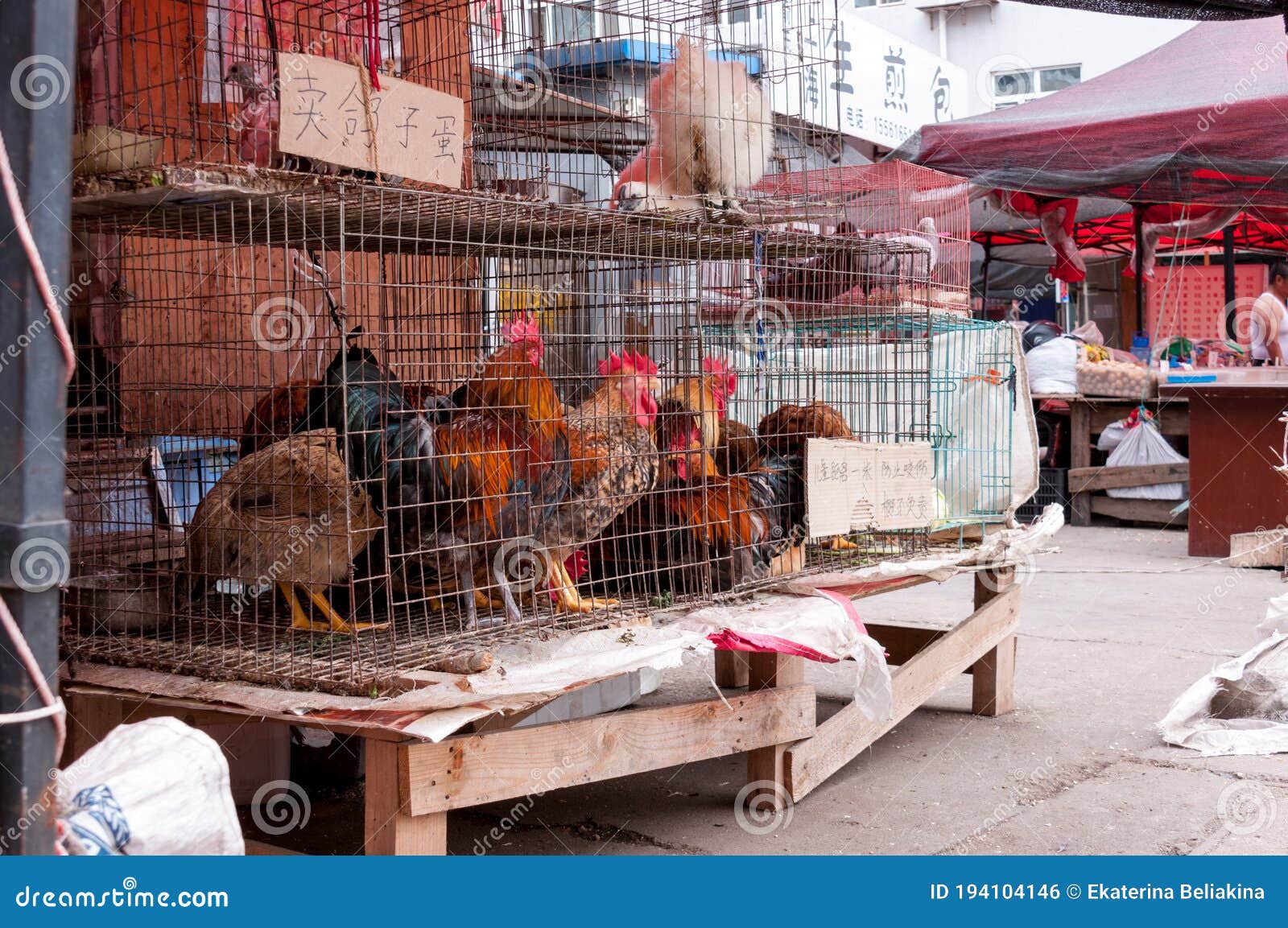 Arthur Conan Doyle Luipaard Efficiënt De Verkoop Van Levende Kippen En Roosters Op Een Straatmarkt in Hehe in De  Zomer Redactionele Foto - Image of levend, kijk: 194104146