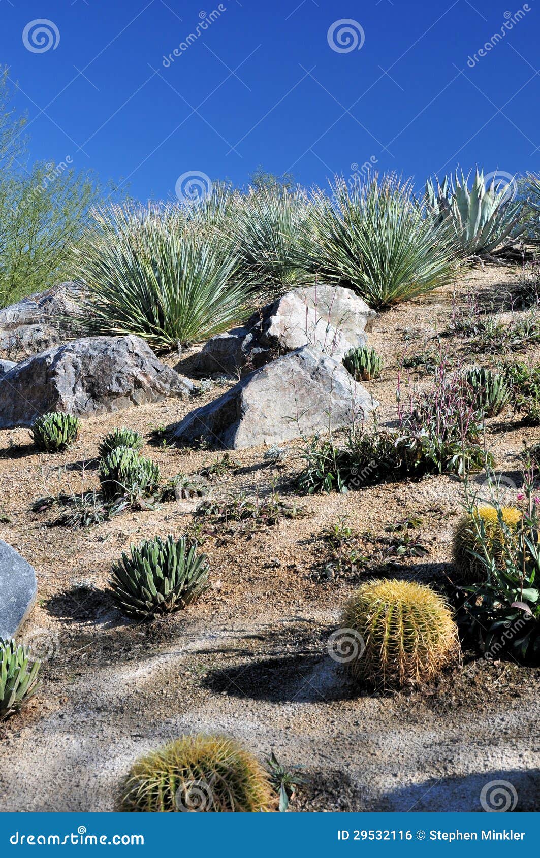 De verscheidenheid van de woestijn. De cactus mengt zich met woestijnstruiken op een helling in de Woestijn van de Palm, Californië.