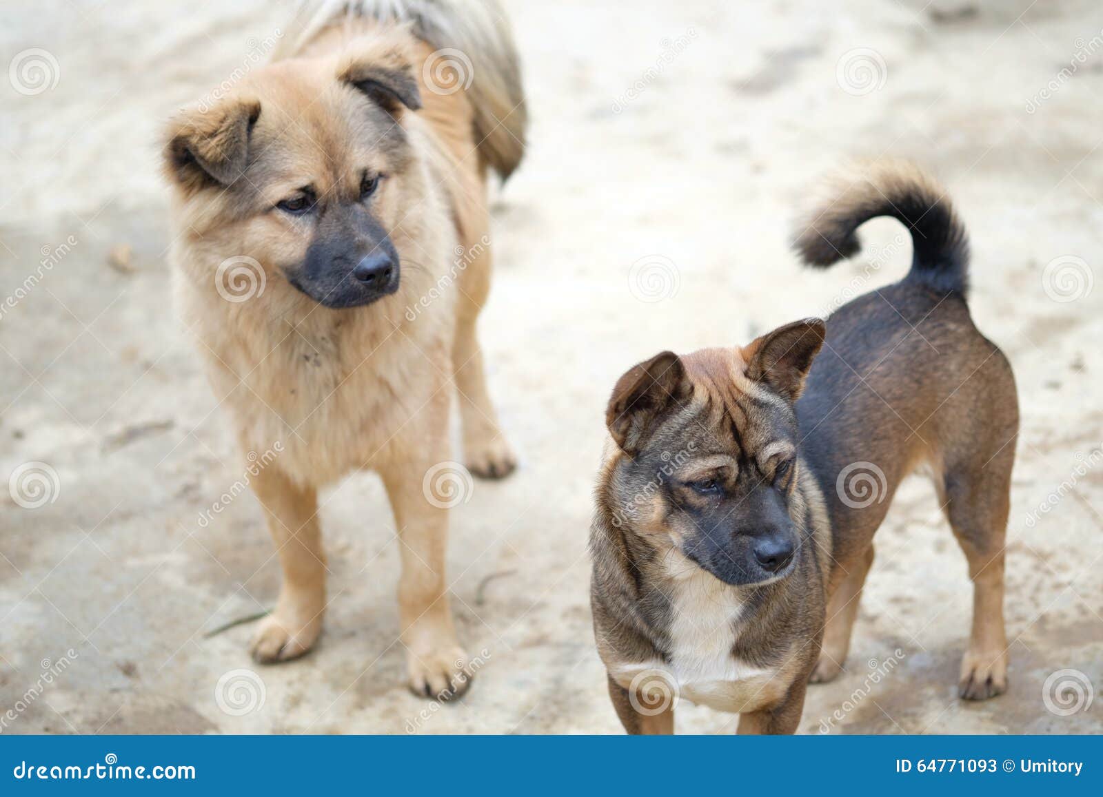 De Vietnamese lokale honden bij kunnen Cau op de markt brengen, Simacai-Stad, Lao Cai, Vietnam. Kan Cau is een bezige gehouden markt elke Zaterdag Er zijn minderheids Vietnamese volkeren en zelfs Chinese mensen van over de grens