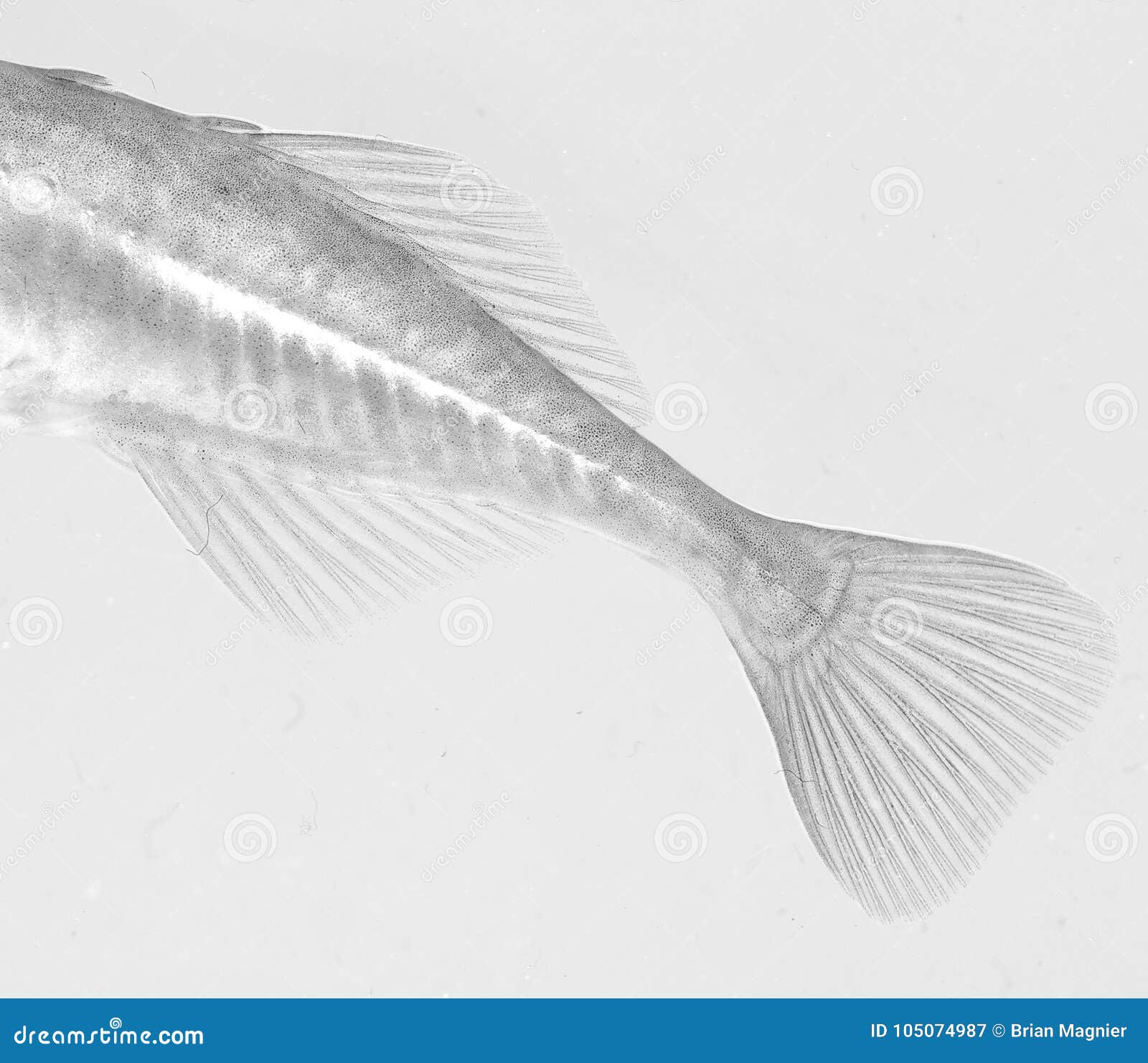 De vissen van de beekstekelbaars. Een zwart-wit die close-up van de staart van een Beekstekelbaars in een vijver in Ithaca, New York wordt en in een klein aquarium wordt gefotografeerd gevonden die De vis werd daarna vrijgegeven veilig terug in zijn vijver