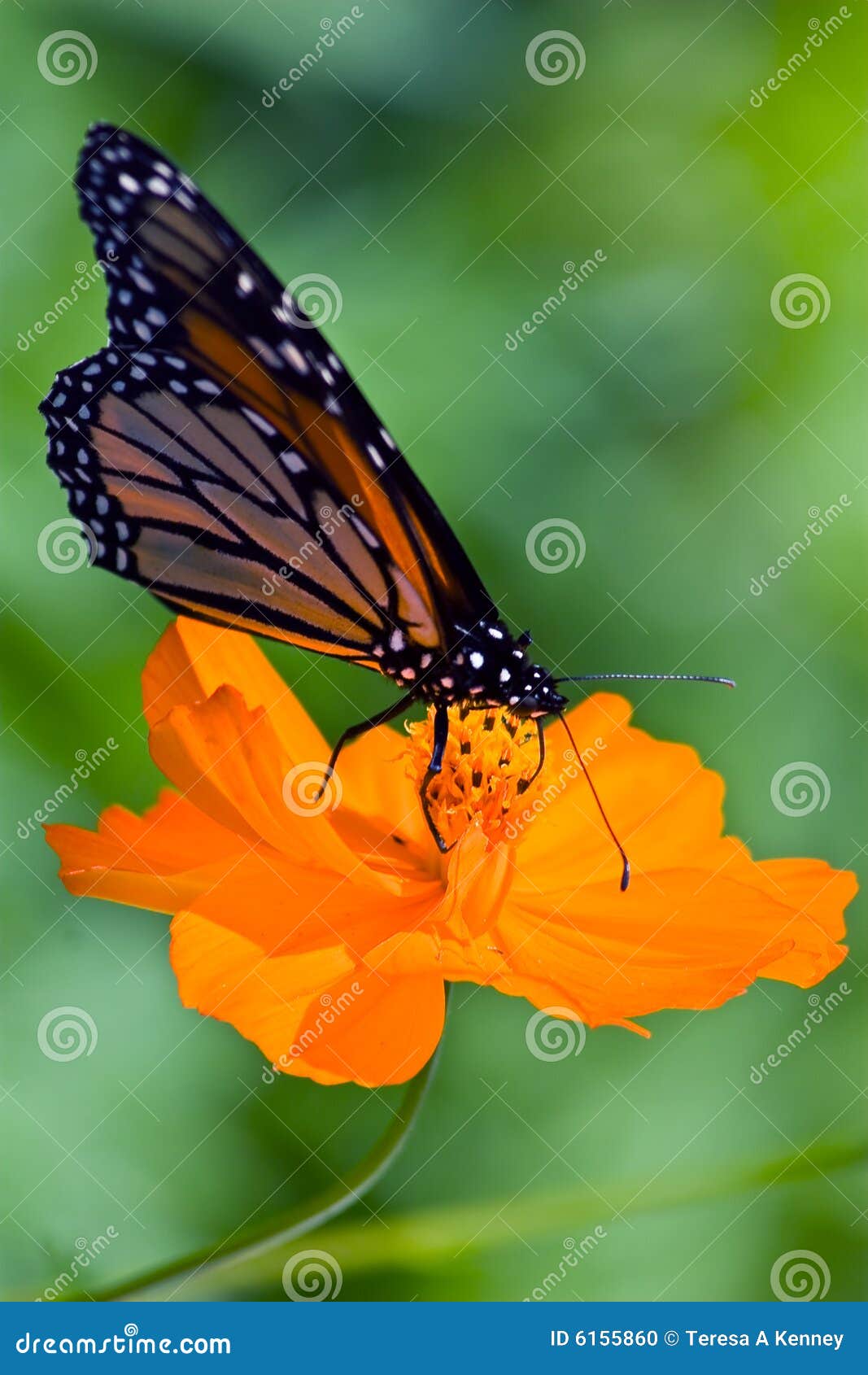 Kleurrijke tuinscène die een mooie zitting van de Vlinder van de Monarch op een oranje Coreopsis kenmerkt. Gefotografeerd in Virgina, de V.S.